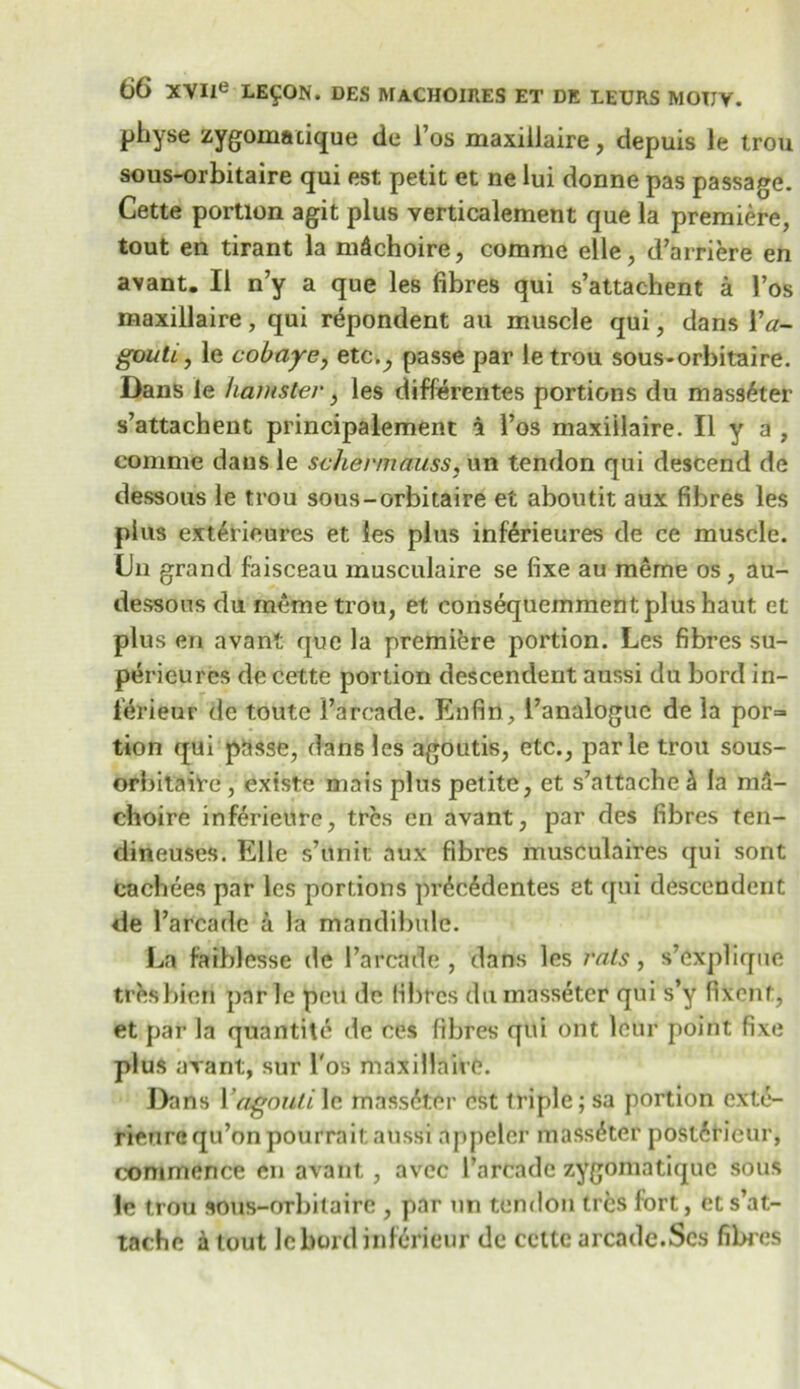 physe zygomatique de I’os maxiilaire, depuis le trou sous-orbitaire qui est petit et ne lui donne pas passage. Cette portion agit plus verticalement que la premiere, tout en tirant la m&choire, comme elle, d’arriere en avant. II n’y a que les fibres qui s’attachent a Fos maxiilaire, qui repondent au muscle qui, dans Ya- goutl, le cohaye, etc._, passe par letrou sous-orbitaire. Dans le hamster, les differentes portions du mass£ter s’attachent principalement a l’os maxiilaire. II y a , comme dans le scJiermauss, un tendon qui descend de dessous le trou sous-orbitaire et aboutit aux fibres les plus ext^rieures et ies phis inferieures de ce muscle. Lin grand faisceau musculaire se fixe au meme os , au- dessous du meme trou, et consequemmentplus haut et plus en avant que la premiere portion. Les fibres su- perieures de cette portion descendent aussi du bord in- lerieur de toute Faroade. Enfin, Fanalogue de la por= tion qui passe, dans les agoutis, etc., parle trou sous- orbitaire , existe mais plus petite, et s’attache & la m.l- choire inf£rieure, tres en avant, par des fibres ten- dineuses. Elle s’unit; aux fibres musculaires qui sont cachees par les portions pr6c6dentes et qui descendent de Farcade a la mandibule. La faiblesse de Farcade, dans les rats, s’explique trfcsbien par le pen de fibres du massetcr qui s’y fixent, et par la quantite de ces fibres qui ont leur point fixe plus avant, sur l'os maxiilaire. Dans Yagouti le massdter est triple; sa portion exte- rieurequ’onpourrait aussi nppelcr massdter post6rieur, commence en avant, avcc Farcade zygomatiquc sous le trou sous-orbitaire , par un tendon tres fort, et s’at- tache a tout lebord inferieur de cette arcade.Scs fibres