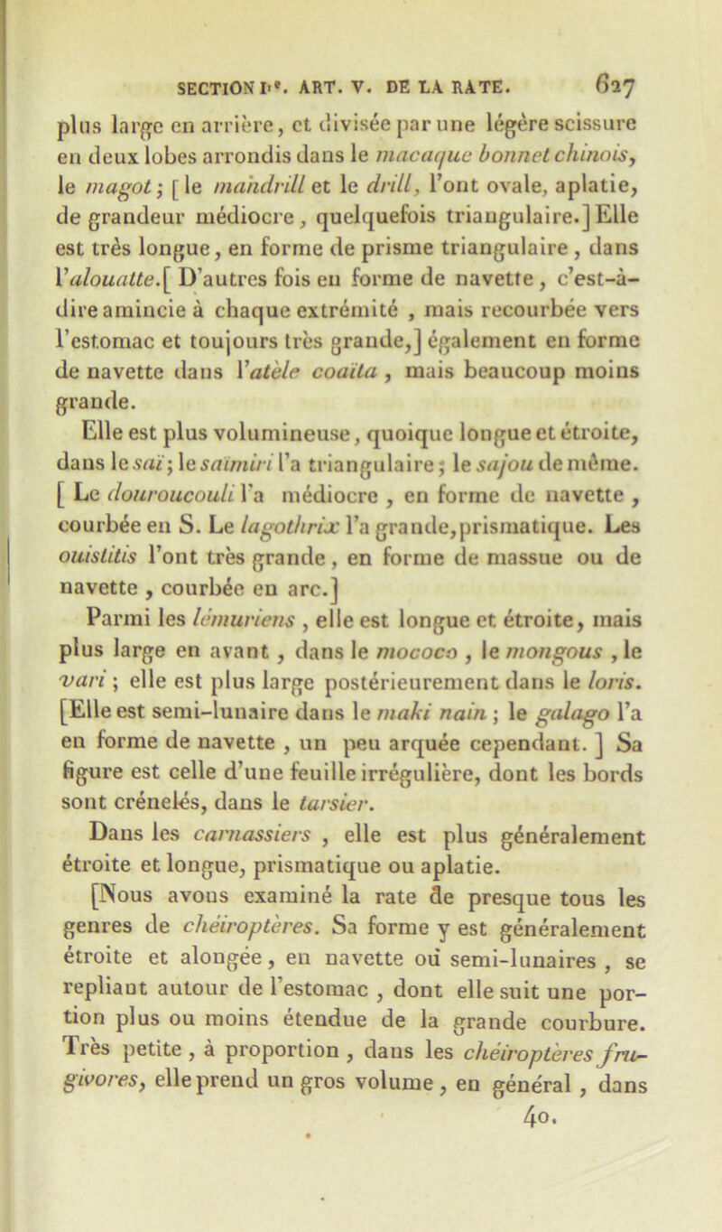 plus large eii arriere, ct clivisee par une legere scissure en deux lobes arrondis dans le macaque bonnet chinois, le magot'j [le mandrill et le dnll, Tout ovale, aplatie, de grandeur mediocre, quelquefois triaugulaire.]Elle est tres longue, en forme de prisme triangulaire , dans Valouatte\ Dautres fois en forme de navetfe , e’est-a- direamincie a chaque extremite , mais recourbee vers l’estomac et toujours Ires grande,] egalement en forme de navette dans Yatele coaita , mais beaucoup moius grande. Elle est plus volumineuse, quoique longue et etroite, dans \csai; 1 esaimiri l a triangulaire; le sajou demdme. [ Le douroucouli l a mediocre , en forme de navette , courbee en S. Le lagothrix l’a grande,prismatique. Les ouislitis l’ont tres grande, en forme de massue ou de navette , courbee en arc.] Parmi les lemuriens , elle est longue et etroite, mais plus large en avant , dans le mocoec , le mongous , le van ; elle est plus large posterieurement dans le loris. [Elle est semi-lunaire dans le maki nain ; le galago l’a en forme de navette , un peu arquee cependant. ] Sa figure est celle d’uue feuille irreguliere, dont les bords sont creneles, dans le tavsier. Dans les carnassiers , elle est plus generalement etroite et longue, prismatique ou aplatie. [Nous avous examine la rate de presque tous les genres de cheiropteres. Sa forme y est generalement etroite et alongee, en navette ou semi-lunaires , se repliaut autour de l’estomac , dont elle suit une por- tion plus ou moins etendue de la grande courbure. Tres petite , a proportion , dans les cheiropteres fru- givores, elleprend un gros volume, en general , dans 4o.