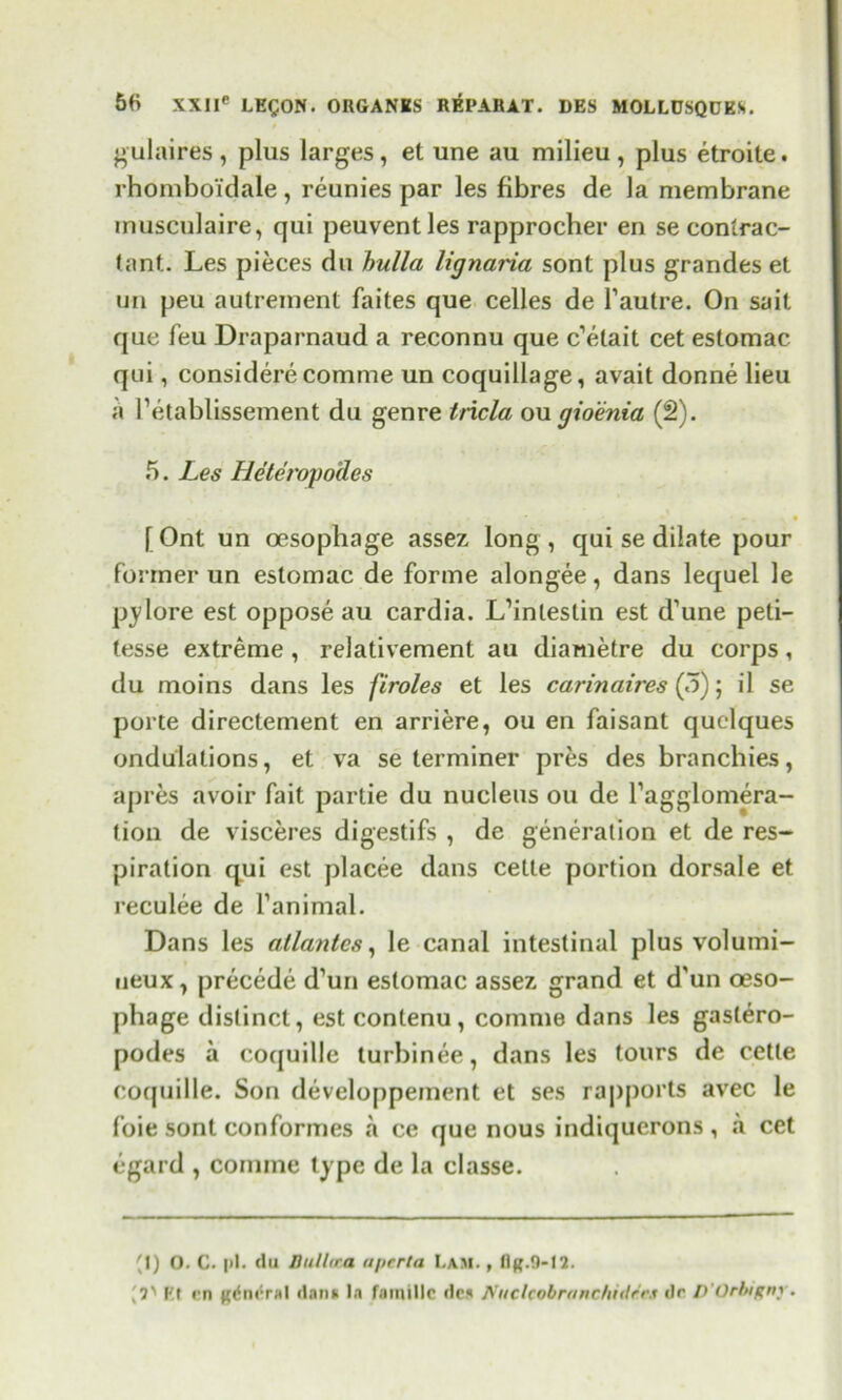 gulaires , plus larges, et une au milieu , plus etroite. rhomboi'dale, reunies par les fibres de la membrane musculaire, qui peuvent les rapprocher en se conlrac- (ant. Les pieces du bulla lignaria sont plus grandes et mi peu autrement faites que celles de Yautre. On sait que feu Draparnaud a reconnu que c’elait cet estomac qui, considere comme un coquillage, avait donne lieu a l’etablissement du genre tricla ou gioenia (2). 5. Les Heteropodes [Ont un oesophage assez long, qui se dilate pour former un estomac de forme alongee, dans lequel le pylore est oppose au cardia. L’intestin est d’une peti- lesse extreme , relativement au diametre du corps, du moins dans les firoles et les carinaires (5); il se porte directement en arriere, ou en faisant quelques undulations, et va se terminer pres des branchies, apres avoir fait partie du nucleus ou de Tagglomera- tiou de visceres digestifs , de generation et de res- piration qui est placee dans celte portion dorsale et reculee de fanimal. Dans les atlantes, le canal intestinal plus volumi- ueux, precede d’un estomac assez grand et d'un oeso- phage distinct, est contenu, comme dans les gastero- podes a coquille turbinee, dans les tours de cetle coquille. Son developpeinent et ses rapports avec le foie sont conformes a ce que nous indiquerons , a cet egard , comme type de la classe. (I) O. C. pi. du Dulhra aperta Lam. , llff.0-12. ,1s Kt en clan* la fatnillc dca Nuclcobranchidtc.i dr D’Orhignr.