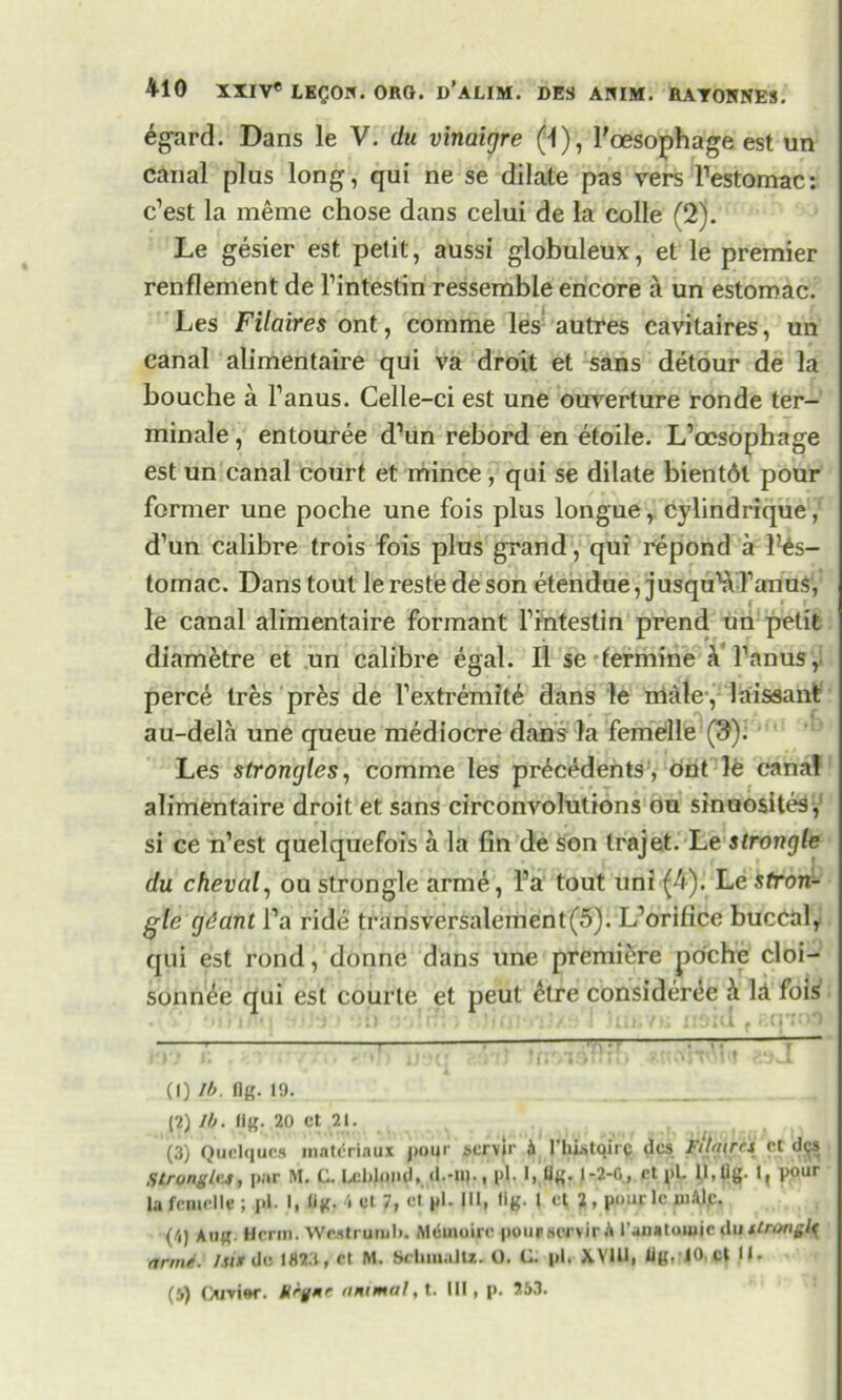 egard. Dans le V. du vinairjre (1), l'oesophage est un canal plus long, qui ne se dilate pas vers Festomac: c’est la meme chose dans celui de la colie fT). Le gesier est petit, aussi globuleux, et le premier renflement de l’intestin ressemble encore a un estomac. Les Filaires ont, comme les autres cavitaires, un canal alimentaire qui va droit et sans detour de la bouche a l’anus. Celle-ci est une ouverture ronde ter- minale, entouree d’un rebord en etoile. L’oesophage est un canal court et mince, qui se dilate bientdl pour former une poche une fois plus longue, cylindrique, d’un calibre trois fois plus grand, qui repond a l56s- tomac. Dans tout le reste de son etendue, jusquVi 1’anus, le canal alimentaire formant Fintestin prend un petit diametre et un calibre egal. II setermine «Y l’anus, perce tres pr&s de Fextremite dans le male, laissanfc au-dela une queue mediocre dans la femelle (9). Les strongles, comme les precedents , ont le canal alimentaire droit et sans circonvolutions ou sinuosites, si ce n’est quelquefois a la fin de son trajet. Le slrongle du chevcil, ou strongle arme, Fa tout uni (4). Le stron- gle gdant Fa ride transversalement(5). L’orifice buccal, qui est rond, donne dans une premiere poche cloi- sonn^e qui est courte et peut <kre consideree h. Id fois .  O'/lHi')tin!-.':! Iriiivu tt$:u f ?.qior> 1 - • ' • 4 (1) lb. flg. 19. (2) lb. fig. 20 Ct 21. (3) Qudques inateriaux j»oqr servir & l'lii-stqirc dcs Filairrs ct d^s Stronglvj, par M. C. Lcbloml, <I.-U|., pi. I, Ug. 1-2-0, ct pi. II,Og- 1, pour la frmclle ; pi- I, fig- 4 d e1 F1* JU» I d 2 > pour Ic mftlf. ('i) Aug. Herm. Westrurub. Mcuioiro pouraorvir A I'anatoiuic dustroaglt rtrme. /sir do 182.1, ct M. Schmaltz. O. C. pi. X VIII, Ug, iO.ct U. (S) (Xitiw. Krgnr animal, t. Ill, p. 253.