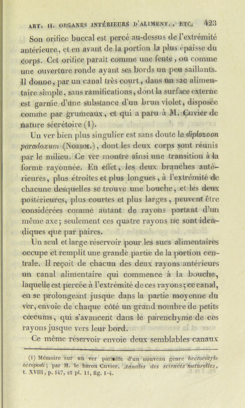 Son orifice buccal est perce au-dessus de fextremite anterieure, el en avant de la portion la plus epaisse du corps. Cel orifice parait coinnie uue fente , ou coniine une ouverlure ronde ayant ses bords un peu saillants. .11 donne, par un canal Ires court, dans un sac alitnen- tnire simple, sans ramifications, donl la surface externc est garnie d’une substance (l'un bruu violet, disposee coniine par grumeaux, et qui a paru a M.iQuvierde nature secretaire (I). Un ver bien plus singulier est sans doute le diplozoon paradoxurn (Nordm.) , dont les deux corps sont reunis par le milieu. Ue ver nionlre ainsi une transition ala forme rayonnee. En ellet, les deux branches anle- rieures, plus etroites el plus longues , a fe*tremite de chacune desquelles se trouve une bouehe, el les deux posterieures, plus courtes et plus larges, peuvent fire considerees coniine autant de rayons porta at d’1111 meine axe; seulement ces quatre rayons ne sont iden- diques que par paires. Un seul et large reservoir pour les sues alimentaires occupe et remplitune grande partie de la portion cen- trale. 11 recoil de chaeun des deux rayons anterieurs un canal alimcntaire qui commence a la bouehe, laquelleest percee a fextremite deces rayons; cecanal, en se prolongeant jusque dans la partie moyenne du ver, envoie de chaque cote un grand nombre de petits coccums, qui savancent dans le parenchyme de ces rayons jusque vers leur bord. Ce ineme reservoir envoie deux semblables canaux (1) Meinoire sur mi ver paraeite d’un nouveau genre hectocOtylc octopodi; par M. le baron Cuvier. Anndlts des sciences naturellcs,