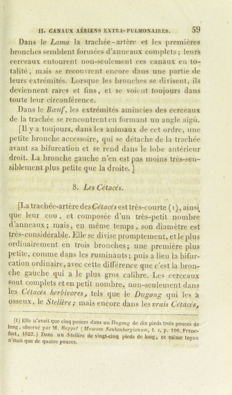 Dans Ic Lama la tracliee-arten* et les premieres bronchcvS seinblent fonnees d’aniieaux conipicts ; leurs cerceaux entourent iion-seiileiuent ces cauaiix cii to- talite, inais se recouvrent encore dans une partie do leurs extremites. Lorsqne les broncbcs se divisent, ils dcvicnnent rares et lins, el sc voi( nt toujours dans toiite leiir circonference. Dans le Bceuf^ les extremites ainincies des ciTccaiix de la tracbee se rencontrent en formant un angle aign. [11 y a toujours, dans les aniinaux de cct ordrc, une petite broncbe accessoire, qui se detache de la tracbee avant sa bifurcation et se rend dans le lobe anterieur droit. La broncbe gauche n’en est pas inoins tres-sen- sibJeiuent plus petite que la droite. ] * ’ 8. Les Cetaces. [La tracliee-arteredetsCHacesest tres-courte (i), ainsi^ que leur cou , et composee d’un tr^s-petil nombre d anneaux; mais, en meme temps, sod diametre est tres-considerable. Elle se divise promptement, et le plus ordinairement en trois brunches; une premiere plus petite, comme dans les ruminants; puis a lieu la bifur- cation ordinaire, avec cette diflerence que c’est la bron- che gauche qui a le plus gros calibre. Les cerceaux sont complets eten petit nombre, non-seulement dans les Celaces herbivores, tels que le Dugong qui les a osseux, le Stellere; mais encore dans \esvrais Cetaces^ (1) EIlc n avail que cinq ponces dans un Dugong de dix pieds Irois pouces de ong, observe* par M. Riippct (^fttseiim Senkenberglanum, t. i, p. 106. Franc- fort, 1832.) Dans un StelUre de vingl^anq pieds de long, cc mCiue tnvau u elait que de qualre pouces. ^