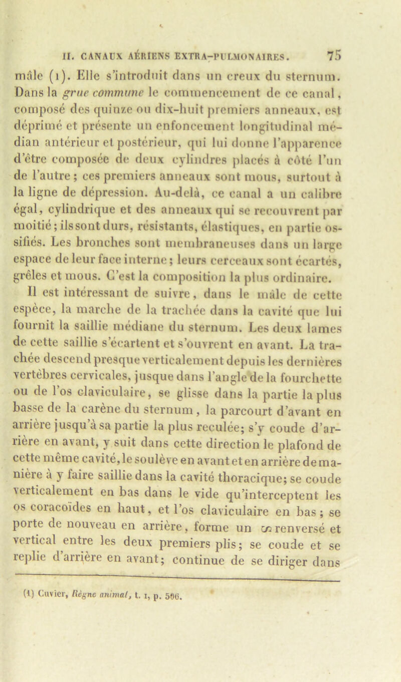 male (i). Elle s’introdnit dans un creiix du sternum. Dans la gruc commune le comineneeinent de ce canal, compose des quin/.e on dix-huit premiers anneaux, est deprime et presente un enfonceinent lonptndinal me- dian anterieur el posterieur, qui lui donne I’apparence d’etre composee de deux cylindres places A cdte Tun de I’autre; ces premiers anneaux sont mous, surtout i la ligne de depression. Au-dela, ce canal a un calibre egal, cylindrique et des anneaux qui se recouvrent jiar moitie;ilssontdurs, rcsistants, elastiques, en partie os- sifies. Les brooches sont inembraneuses dans un large espace de leur face interne; leur.s cerceaux sont ecartes, greles et mous. C’est la composition la plus ordinaire. 11 est interessant de suivre, dans le male de cette espece, la marehe de la trachee dans la cavite que lui fournit la saillie mediane du sternum. Les deux lames de cette saillie s’ecartent et s’ouvrent en avant. La tra- cliee descend presque verticalement depuis les dernieres Yertebres cervicales, jusque dans Tangle de la fourchette oil de Tos olaviculaire, se glisse dans la partie la plus bas^e de la carene du sternum , la parcourt d’avant en arriere jusqu a sa partie la plus reculee; s’v coude d’ar- riere en avant, y suit dans cette direction le plafond de cette meme cavite, le souleve en avant et en arriere de ma- niere a y faire saillie dans la cavite tlioraciqiie; se coude i erticalement eii bas dans le vide qu’interceptent les os coracoides en liaut, et Tos claviculaire en bas; se porte de nouveau en arriere, forme un c^renverse et vertical entre les deux premiers plis; se coude et se replie d arriere en avant; continue de se diriger dans