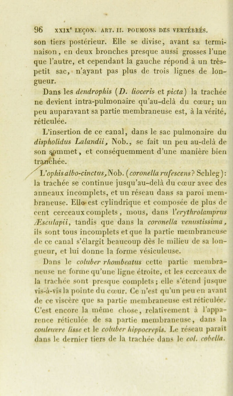 son tiers posterieur. Elle se divise, avant sa termi- naison, en deux bronclies presque aussi grosses Tune que I’autre, et cependant la gauche repond a un tr^s- petit sac, n’ayant pas plus de trois lignes de lon- gueur. Dans les dendrophis [D. lioceris et picta) la trachee ne devient intra-pulmonaire qu’au-del^ du coeur; un peu auparavant sa partie membraneuse est, a la verite, reticulee. L’insertion de ce canal, dans le sac pulmonaire du dispholidus Lalandii, Nob., se fait un peu au-dela de son ^mmet, et consequemment d’une maniere bien t^'opiiisalbo-cinctusj^oh. {coronellarufescens'? Scbleg): la trachee se continue jusqu'au-dela du coeur avec des anneaux incomplets, et un reseau dans sa paroi mem- braneuse. Ello'CSt cylindrique et composee de plus dc cent cerceaux complets , mous, dans Vcrythrolampriis /Esculapii, tandis que dans la coronella venustissima, ils sont tous incomplets etque la partie membraneuse d(! ce canal s’elargit beaucoup des le milieu dc sa lon- gueur, et lui donne la forme vesiculeuse. Dans le coluber rfwmbcntus cettc partie membra- nense ne forme ([u’une ligne etroite, et les cerceaux de la trachee sont presqtie complets; elle s'etend jusqne vis-a-vis la pointe du coeur. Ce n’est qu’nn peu en avant (le ce viscere que sa partie membraneuse est riiticnlee. C’est encore la imnne chose, relativemenl it I’apjKj- rence rcitictilee de sa partie membraneuse, dans la couteuvre lissc et le coluber liippocrepis. Le rtiseau parait dans le dernier tiers de la Irachei' dans le col. eobella.