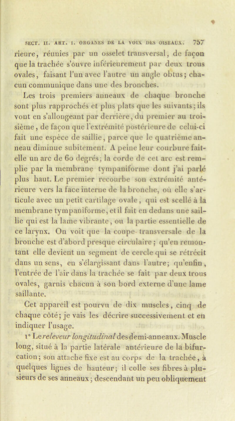 rieure, reimies par un osselet transversal, de fa^on qtie la trachee s’ouvre inferieuremeut par deux trous ovales, faisant l’un avec l’autre uu angle obtus; cha- cun communique dans une des bronches. Les trois premiers auneaux de cbaque bronche sont plus rapproches et plus plats que les suivants; ils vout en s’allongeant par derriere,du premier an troi- sieme , de faeon que l’extremite posterienre de celui-ci fait une espece desaillie, parce que le quatrieincan- neau diminue subitement. A peine leur courbure fait- elle un arc de 60 deg res; la corde de cet arc est rem- plie par la membrane tympaniforme dont j’ai parle plus haut. Le premier recourbe son extremite ante- rieure vers la face interne de la bronche, on elle s’ar- ticule avec un petit cartilage ovale, qui est scelle a la membrane tympaniforme, et il fait en dedans une sail- lie qui est la lame vibrante, on la partie essentielle de ce larynx. On voit que la coupe transversale de la bronche est d’abord presque circulaire ; qu’en remon- tant elle devient uu segment de cercle qui se retrecit dans un sens, en s’elargissant dans l autre; qu’enfin , l’entree de l air dans la trachee se fait par deux trous ovales, garnis chacun a son bord externe d’une lame saillante. Get appareil est pourvu de dix muscles, cinrj de chaque cote; je vais les decrire successivement et en indiquer 1’usage. i° Lereleveur longitudinaldesdemi-anneaux. Muscle long, situe a la partie laterale anterieure de la bifur- cation; son attache fixe est au corps de la trachee, a quelques lignes de hauteur; il colle ses fibres a plu- sieurs de ses anneaux; descendant un pen obliquemeut
