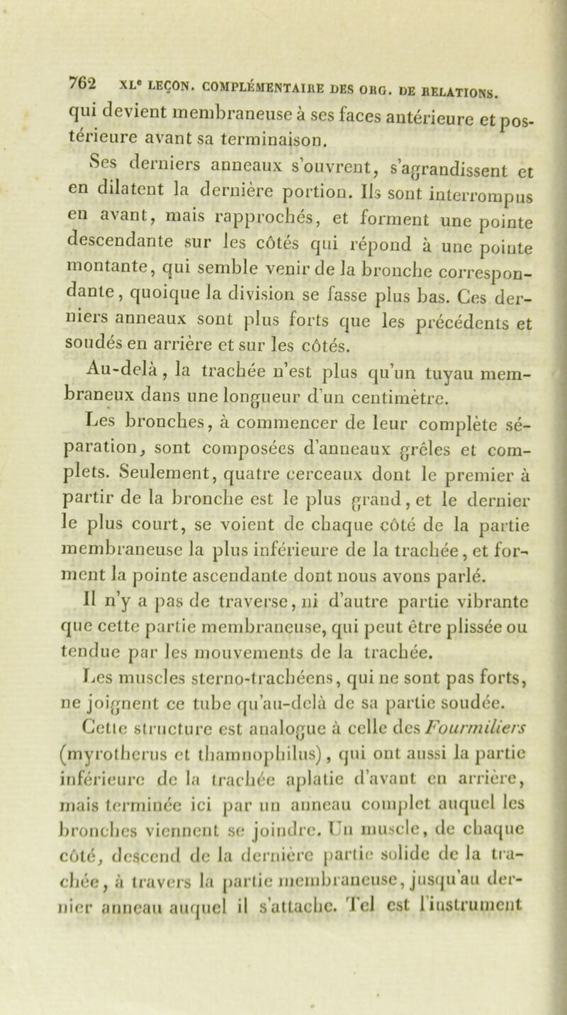 qui devient membraneuse a ses faces anterieure et pos- terieure avant sa terminaison. Ses derniers anneaux souvrent, s’agrandissent et en dilatent la derniere portion. Ils sont interrompus en avant, mais rapproches, et forment une pointe descendante sur les cotes qui repond a une pointe montante, qui semble venirde la bronche correspon- danle, quoique la division se fasse plus bas. Ces der- nieis anneaux sont plus forts que les precedents et sondes en arriere ct sur les cotes. Au-dela, la trachee n’est plus qu’un tuyau mem- braneux dans une longueur d un centimetre. Les bronches, a commencer de leur complete se- paration, sont composees d’anneaux greles et com- plets. Seulement, quatre cerceaux dont le premier a partir de la bronche est le plus grand, et le dernier le plus court, se voient de chaque cote de la partie membraneuse la plus inferieure de la trachee, et for- ment la pointe ascendante dont nous avons parle. 11 n’y a pas de traverse, ni d’autre partie vibrantc que cctte partie membraneuse, qui peut etre plissee ou tendue par les mouvements de la trachee. Les muscles sterno-tracheens, qui ne sont pas forts, ne joignent ce tube qu’au-dela de sa partie soudee. Celle structure est analogue a celle dcs Fourmiliers (myrotherus ct thamnophilus), qui out aussi la partie inferieure de la trachee aplatie d’avant en arriere, mais lerminee ici par un anneau complet auquel les bronches viennent se joindre. Un muscle, de chaque cold, descend de la derniere partie solido dc la tra- chee,;! travel's la partie membraneuse, jusqu au der- nier anneau auquel il s’attachc. 1 cl est 1 instrument