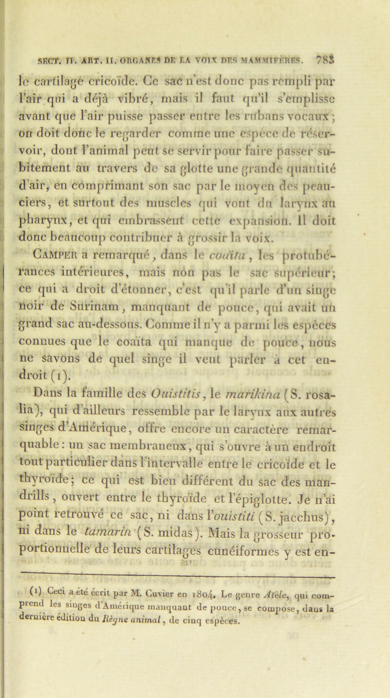 lc cartilage cricoide. Cc sac n’est done pas rempli par l’air qtii a dejrl vibr6, mais il faut qu’il s’emplisse avant que l’air puisse passer entre les ritbans vocaux ; on doit done le regarder conunc line espree dc reser- voir, dont Fanimal pent se servir pour faire passer su- bitement an travers do sa glotte une grande quantity dair, en compfimant son sac par le moyen des peau- ciers, et snrtout des muscles qtii vonf dn larynx an pharynx, et qtii embrassent eetle expansion. 11 doit done beancoup contribner a grossir la voix. Camper a remarque, dans le coa'ifu , les protube- rances interieurcs, mais non pas le sac supdrieur; I ce qui a droit d’etonner, e’est qu’il parle d’un singe noir dc Surinam, manquant de pouce, qui avait uu grand sac au-dessous. Commeil ny a parmi les espcces connues que le coaita qui manque de pouce, nous ne savons de quel singe il vent parlcr a cet eu- droit (i). Dans la famille des Ouistitis, le marikina (S. rosa- lia), qui dailleurs ressemble par le larynx aux autres singes d’Anierique, offre encore un caractere remar- quable: uu sac inembraueux, qui s’ouvre a un endroit tout particulier dans 1 intervalle entre le cricoide et le ce qui est bien different du sac des man- drills , oovert entre le thyro'fde et lepiglotte. Je n’ai point retrouve ce sac, ni dabs Vouistiti (S. jacchns), ni dans le tamarin (S. midas). Mais la grosseur pro* portionuelle de leurs cartilages cuneiformes y est en- (i) Ceci aete ecrit par M. Cuvier en 1S04. Le genre A tele, qui com- pienil les singes dAmerique manquant de pouce, se compose, dans la deruiere edition du tiigne animal, de cinq espcces.