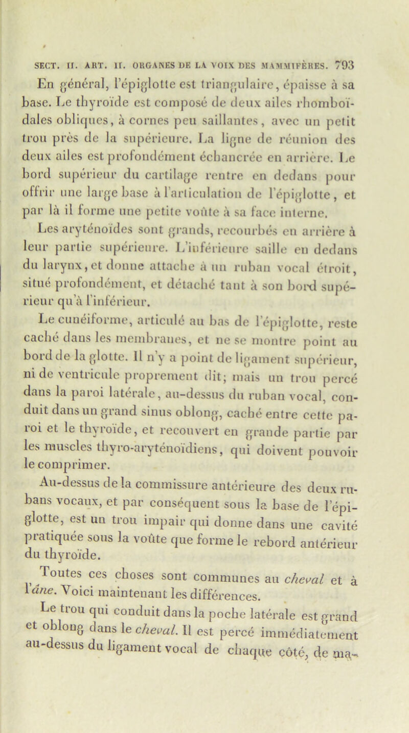 En genera], I’epiglotte est triangulaire, epaisse a sa base. Le thyroide est compose de deux ailes rhomboi- dales obliques, a cornes peu saillantes, avec un petit trou pres de la supericure. La ligne de reunion des deux ailes est profondement echancree en arriere. Le bord superienr du cartilage rentre en dedans pour offrir une large base a l’arliculation de lepiglotte, et par la il forme une petite voiite a sa lace interne. Les arytenoides sont grands, recourbes cu arriere a leur partie supericure. L’iuferieure saille en dedans du larynx, et donue attache a un ruban vocal etroit, situe profondement, et detache taut a son bond supe- rieur qu a l’inferieur. Le cuneiforme, articule an has de lepiglotte, reste cache dans les membranes, et ne se rnontre point an bordde la glotte. 11 n’y a point de ligament superienr, ni de ventricule proprement dit; mais un trou perce dans la paroi laterale, au-dessus du ruban vocal, con- duit dans un grand sinus oblong, cache entre cette pa- roi et le thyroide, et reconvert en grande partie par les muscles thyro-arytenoidiens, qui doivent pouvoir le comprimer. Au-dessus de la commissure anterieure des deux ru- bans vocaux, et par consequent sous la base de lepi- glotte, est un trou impair qui donne dans une cavite pratiquee sous la voute que forme le rebord anterieur du thyroide. Toutes ces choses sont communes an cheml et a lane. Yoici maintenant les differences. Le trou qui conduit dans la poche laterale est grand et oblong dans \e cheval. II est perce immediatement aU essus ligament vocal de cheque cote; de aia-