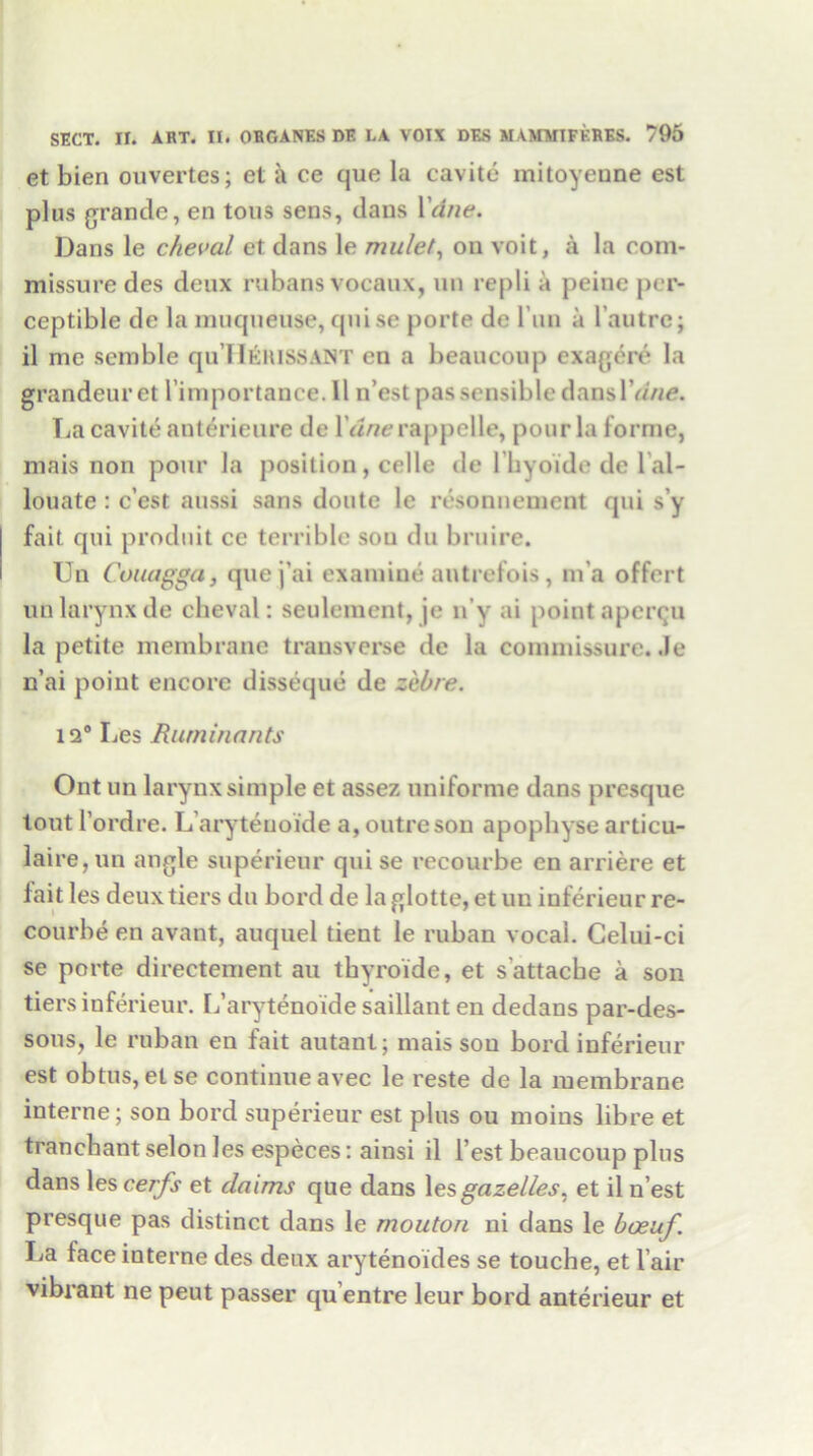 et bien ouvertes; et a ce que la cavite mitoyeune est plus grande, en tons sens, dans Wine. Dans le cheval et dans le mulet, on voit, a la com- missure des deux rubans vocaux, un repli a peine per- ceptible de la muqneuse, qni se porte de Pun a 1 autre; il me semble qu’IlERisSANT en a beaucoup exagere la grandeur et Pimportance. 11 n’est pas sensible danslVme. La cavite anterieure de Pa/ierappelle, pour la forme, mais non pour la position, celle de Phyoide de 1 al- louate: c ost aussi sans doute le resonnement qui s’y fait qui produit ce terrible sou du bruire. Un Couagga, quej’ai examine autrefois, m’a offert un larynx de cheval: seulement, je n’y ai point aperqu la petite membrane transverse de la commissure. Je n’ai point encore disseque de zebre. 12° Les Ruminants Ont un larynx simple et assez unifornie dans presque tout Pordre. L’arytenoide a, outre son apophyse articu- laire,un angle superieur qui se recourbe en arriere et fait les deux tiers du bord de laglotte, et un inferieur re- courbe en avant, auquel tient le ruban vocal. Celui-ci se porte directement an tbyroide, et s'attache a son tiers inferieur. L’arytenoide saillant en dedans par-des- sous, le ruban en fait autant; mais sou bord inferieur est obtus,else continueavec le reste de la membrane interne; son bord superieur est plus ou moins libre et tranebant selon les especes: ainsi il Pest beaucoup plus dans les cerfs et claims que dans les gazelles, et il n’est presque pas distinct dans le mouton ni dans le boeuf La face interne des deux arytenoides se touche, et Pair vibrant ne peut passer qu’entre leur bord anterieur et