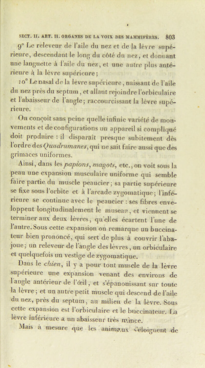 9° Le releveur de 1’aile du nez et de la levre sup£- I'ieure, descendant ie long du c6te du nez, et donnant une languette a laile du nez, et une autre plus ante- rieure a la levre superieure; ;o° Le nasal de la levre superieure, naissant de l’aile du nez pres du septum, et allant rejoindre l’orbiculaire et 1 abaisseur de l'angle; raccourcissant la levre supe- rieure. On coneoit sans peine quelle infinie variete de mou- vements et de configurations un appareil si complique doit produire : il disparait pregcjue subitement des 1 oi di e des (Jundrnman.es, qui ne sail faire aussi que des grimaces uniformes. Ainsi, dans iespapions, magots, etc.,on voit sous la peau une expansion musculaire uniforme qui semble faire partie du muscle peaucier; sa par tie superieure se fixe sous 1 orbite et a l arcade zvgomatique; l infe- rieure se continue avec le peaucier : ses fibres enve- loppent longitudinalement le museau , et viennent se terminer aux deux levres, qu’elles ecartent Tune de J autre. Sous cette expansion on remarque un buccina- teur bien pro nonce, qui sert de plus a couvrir laba- j°ue; iiu releveur de 1 angle des levres, un orbiculaire et quelquefois un vestige de zygomatique. Dans le chien, il y a pour tout muscle de la levre superieure une expansion venant des environs de 1 angle anterieur de 1 deal, et s’epauouissant sur toute la levre ; et un autre petit muscle qui descend de l’aile du nez, pres du septum, au milieu de la levre. Sous cette expansion est rorbiculaire et le bo c cm ate u r. La levre inferieure a un abaisseur ties mince. Mais a mesure que les antrna.ux s’eloignent de