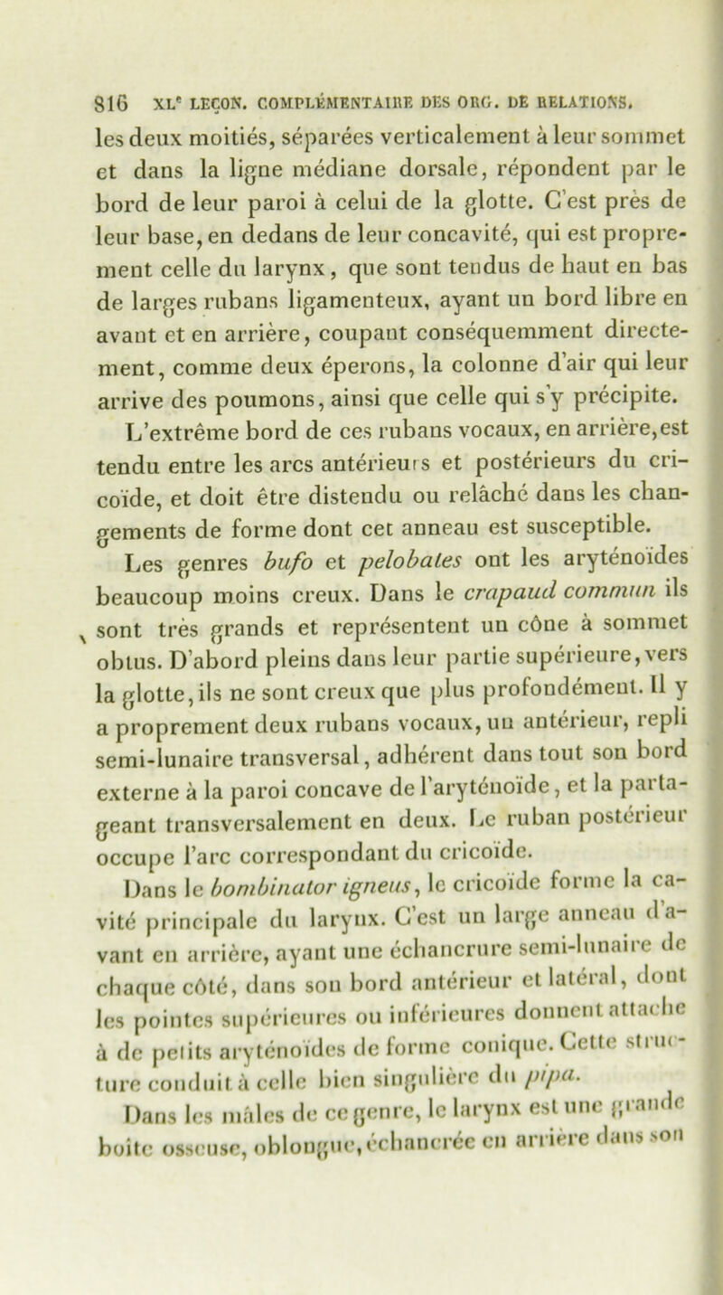 \ lesdeux moities, separees verticalement aleursommet et dans la ligne mediane dorsale, repondent par le bord de leur paroi a celui de la glotte. C’est pres de leur base, en dedans de leur concavite, qui est proprc- ment celle du larynx, que sont tendus de haut en bas de larges rubans ligamenteux, ayant un bord libre en avant et en arriere, coupant consequemment directe- ment, comme deux eperons, la colonne d’air qui leur arrive des poumons, ainsi que celle qui s’y precipite. L’extreme bord de ces rubans vocaux, en arriere, est tendu entre les arcs anterieur s et posterieurs du cri- coide, et doit etre distendu ou relache dans les chan- gements de forme dont cet anneau est susceptible. Les genres bufo et pelobales ont les arytenoides beaucoup moins creux. Dans le crapaud cotnmun ils sont tres grands et representent un cdne a sommet obtus. D’abord pleins dans leur partie superieure,vers la glotte, ils ne sont creux que plus profondemenl. ll y a proprement deux rubans vocaux, uu anterieur, lepli semi-lunaire transversal, adherent dans tout son bord externe a la paroi concave delaryt^noide, et la parta- geant transversalemcnt en deux. IjC ruban posteiieui occupe fare correspondant du cricoide. Dans le bonibinator igneus, lc cricoide forme la ta- vite principale du larynx. G’cst un large anneau d a- vant en arriere, ayant une echancrure semi-lunaire dc chaque c6te, dans sou bord anterieur et lateral, dont les pointes superieures ou inlerieures donnent attache k dc peiits arytenoides de forme conique. Cette struc- ture conduit & celle bien singuliere du pipa. Dans les males de ce genre, lc larynx est une grande boitc osscuse, oblongue, cchancree en ai i iei e dans snn
