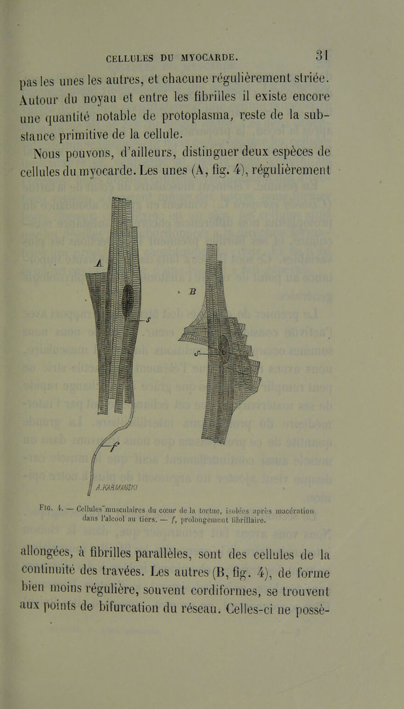 pas les unes les autres, et chacune régulièrement striée. Autour du noyau et entre les fibrilles il existe encore une quantité notable de protoplasma, reste de la sub- stance primitive de la cellule. Nous pouvons, d'ailleurs, distinguer deux espèces de cellules du myocarde. Les unes (A, fig. 4), régulièrement liG. ï, — Cclliilesmusculaircs du cœur do la tortue, isolées après macéralion dans l'alcool au tiers. — f, prolongement lihrillaire. allongées, à fibrilles parallèles, sont des cellules de la continuité des travées. Les autres (B, fig. 4), de forme bien moins régulière, souvent cordiformes, se trouvent aux points de bifurcation du réseau. Celles-ci ne possè-