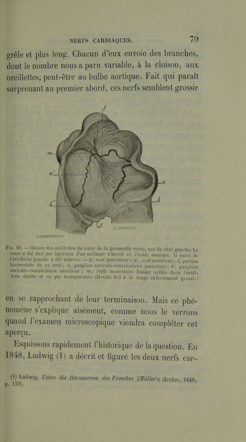 grêle et plus long. Chacun d'eux envoie des branches, dont le nombre nous a paru variable, à la cloison, aux oreillettes, peut-être au bulbe aortique. Fait qui paraît surprenant au premier abord, ces nerfs semblent grossir E.vesmBcm/i.sc FtG. 20. — Cloison des oreillettes du cœur de la grenouille verte, vue du côté gauche. Le cœur a e'ic fixé par injection d'un mélange d'alcool et d'acide osmique, la paroi' de l'oreillette gauche a été enlevée, —n, nerf postérieur; «.', nerf antérieur ; l, portion horizontale de ce nerf; h, ganglion auriculo-ventriculaire postérieur; h', ganglion aurieulo-ventriculaire antérieur ; m, repli musculaire faisant saillie dans l'oreil- lette droite et vu par transparence. (Dessin fait à la loupe et fortement grossi.) en se rapprochant de leur terminaison. Mais ce phé- nomène s'explique aisément, comme nous le verrons quand l'examen microscopique viendra compléter cet aperçu. Esquissons rapidement l'historique de la question. En 1848, Ludwig (1) a décrit et figuré les deux nerfs car- Ci) Ludwig, Veher die Ilermerven des Frosches (Mûller's Archiv 18-18 p. 139). ' ' '