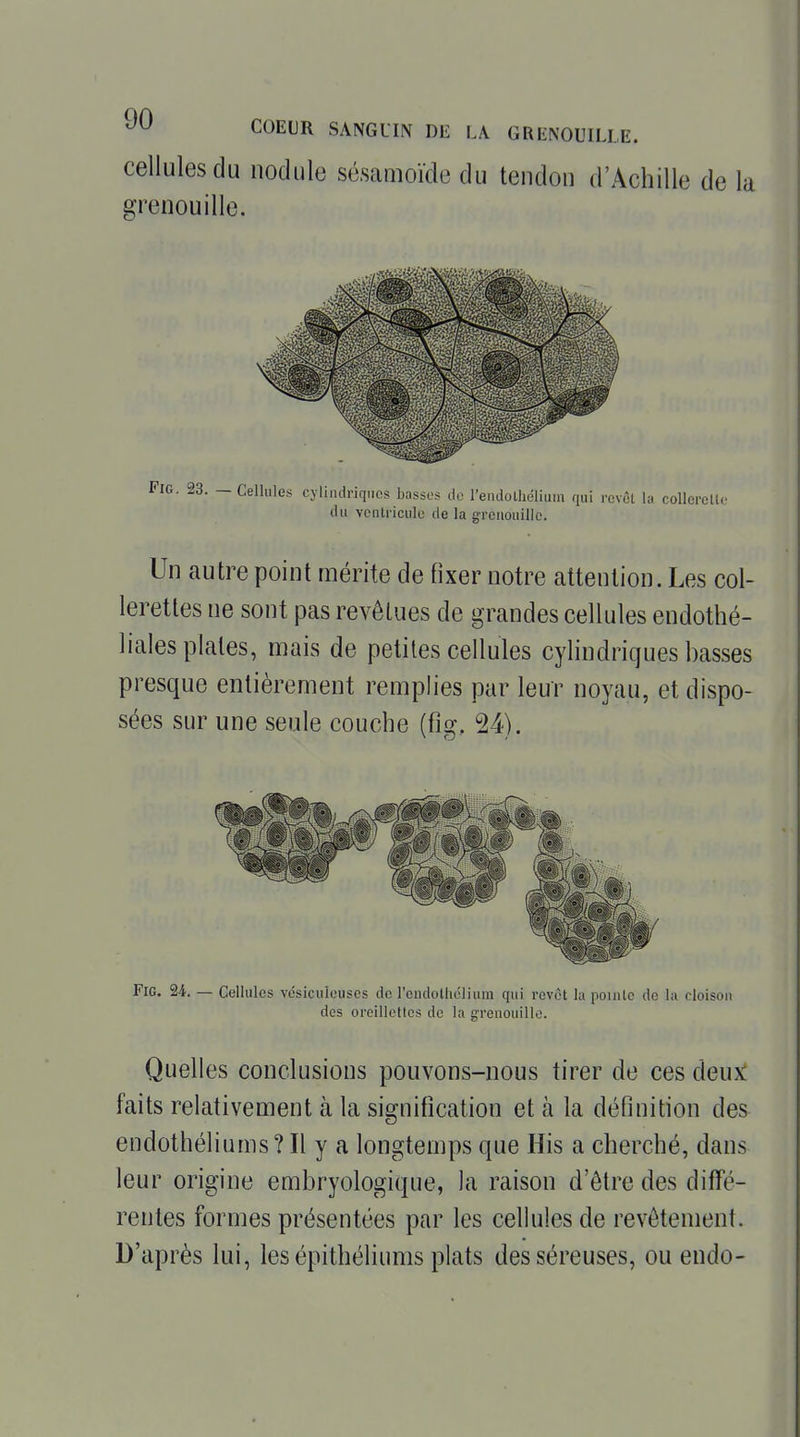 cellules du nodule sésamoïde du tendon d'Achille de la grenouille. kêt la collercUc tlii ventricule rie la grenouille. Un autre point mérite de fixer notre attention. Les col- lerettes ne sont pas revêtues de grandes cellules endothé- liales plates, mais de petites cellules cylindriques basses presque entièrement remplies par leur noyau, et dispo- sées sur une seule couche (fig. 24). FiG. 24. — Cellules vcsiciiieuses de rciulothclium qui revêt la pointe de la cloison des orcilloltcs de la grenouille. Quelles conclusions pouvons-nous tirer de ces deux: faits relativement à la signification et à la définition des endothéliums ? Il y a longtemps que His a cherché, dans leur origine embryologique, la raison d'être des diffé- rentes formes présentées par les celhiles de revêtement. D'après lui, les épithéliums plats des séreuses, ou endo-