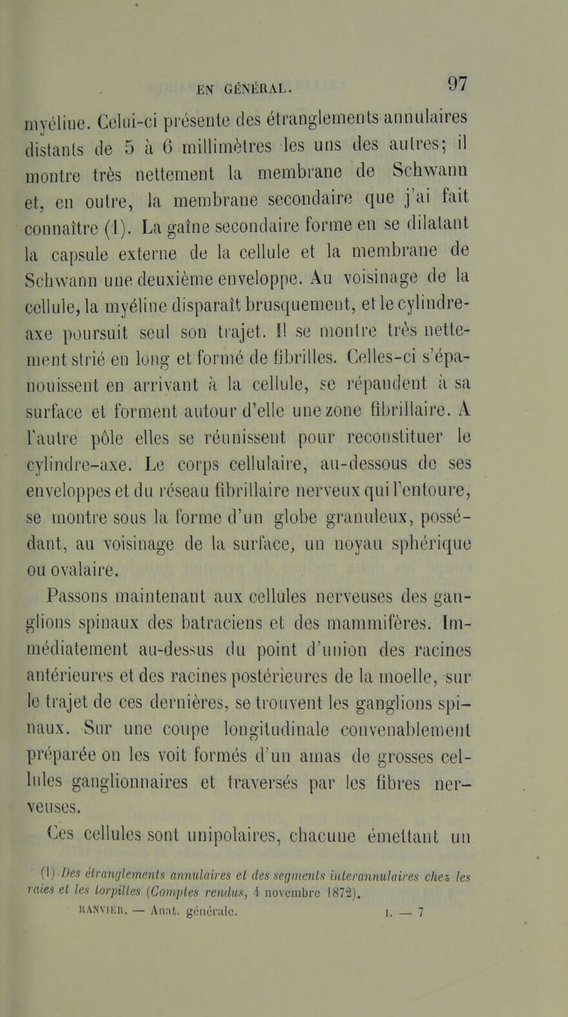 myéline. Celui-ci présente des étranglements annulaires distants de 5 à 6 millimètres les uns des autres; il montre très nettement la membrane de Schwann et. en outre, la membrane secondaire que j'ai fait connaître (1). La gaîne secondaire forme en se dilatant la capsule externe de la cellule et la membrane de Schwann une deuxième enveloppe. Au voisinage de la cellule, la myéline disparaît brusquement, et le cylindre- axe poursuit seul son trajet. Il se montre très nette- ment strié en long et formé de tibrilles. Celles-ci s'épa- nouissent en arrivant à la cellule, se répandent à sa surface et forment autour d'elle une zone fibrillaire. A l'autre pôle elles se réunissent pour reconstituer le cylindre-axe. Le corps cellulaire, au-dessous de ses enveloppes et du réseau fibrillaire nerveux qui Fentoure, se montre sous la forme d'un globe granuleux, possé- dant, au voisinage de la surface, un noyau sphérique ou ovalaire. Passons maintenant aux cellules nerveuses des gan- glions spinaux des batraciens et des mammifères. Im- médiatement au-dessus du point d'union des racines antérieures et des racines postérieures de la moelle, sur le trajet de ces dernières, se trouvent les ganglions spi- naux. Sur une coupe longitudinale convenablement préparée on les voit formés d'un amas de grosses cel- lules ganglionnaires et traversés par les fibres ner- veuses. Ces cellules sont unipolaires, chacune émettant un (1) Des élramjlements annulaires et des segments inlerannulaires chei les raies et les torpilles {Comples rendus, i novembre 1872). UANVIKH. — Anat. générale. l. — 7