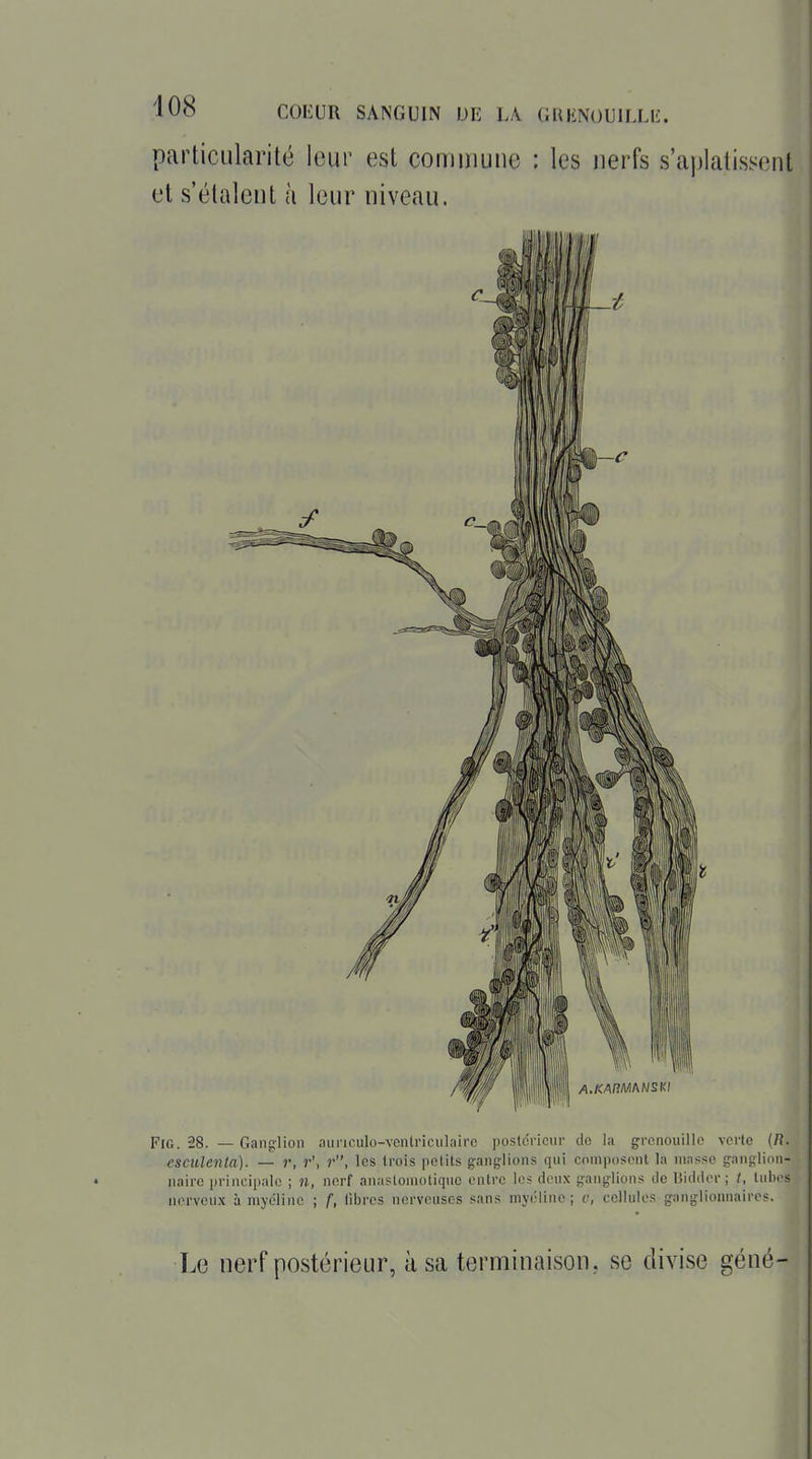 particularité leur est cominutic : les nerfs s'aplatissent et s'étalent à leur niveau. FiG. 28. — Ganglion nuiiculo-ventriculairc postérieur de la grenouille verte {R. esculenla). — r, r\ r, les trois petits g-ang-lions qui composent la masse gaiiglion- iiairo principale ; il, nerf anaslonioliquc entre les deux ganglions de Hiddor ; t, tubes nerveux à myéline ; f, libres nerveuses sans myéline; c, cellules ganglionnaires. Le nerf postérieur, à sa terminaison, se divise géné-