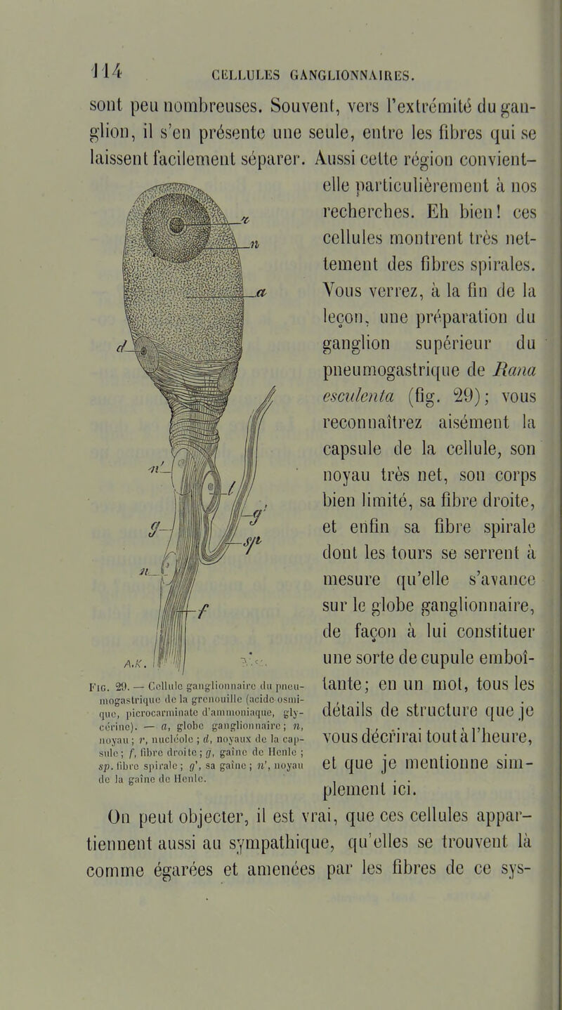 sont peu nombreuses. Souvent, vers rextrémité du gan- glion, il s'en présente une seule, entre les fibres qui se laissent facilement séparer. Aussi cette région convient- elle particulièrement à nos recherches. Eh bien! ces cellules montrent très net- tement des fibres spirales. Vous verrez, à la fin de la leçon, une préparation du ganglion supérieur du pneumogastrique de Rana esculenta (fig. 29) ; vous reconnaîtrez aisément la capsule de la cellule, son noyau très net, son corps bien limité, sa fibre droite, et enfin sa fibre spirale dont les tours se serrent à mesure qu'elle s'avance sur le globe ganglionnaire, de façon à lui constituer une sorte de cupule emboî- tante; en un mot, tous les détails de structure que je vous décrirai tout à l'heure, et que je mentionne sim- plement ici. On peut objecter, il est vrai, que ces cellules appar- tiennent aussi au sympathique, qu'elles se trouvent là comme égarées et amenées par les fibres de ce sys- A.K. i I''iG. 2'J. — Cellule ganglionnaire ilu pneu- niogaslriquc ilc la grenouille (acide osnii- que, picrocarniinatc d'ammoniaque, gly- cérine). - a, globe ganglionnaire; n, noyau ; r, nucléole ; d, noyaux de la cap- sule; f, fibre droite ; g, gaînc de Ilenle ; sp. fibre spirale ; g\ sa gaine ; n', noyau de la gaîne de Henle.