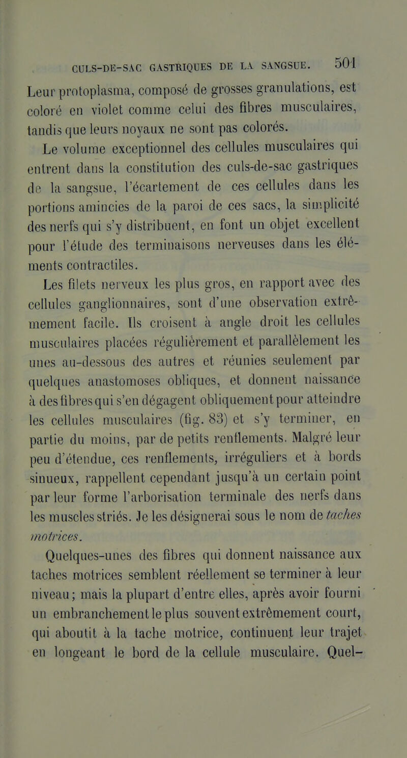 Leur protoplasma, composé de grosses granulations, est coloré en violet comme celui des fibres musculaires, tandis que leurs noyaux ne sont pas colorés. Le volume exceptionnel des cellules musculaires qui entrent dans la constitution des culs-de-sac gastriques de la sangsue, l'écartement de ces cellules dans les portions amincies de la paroi de ces sacs, la simplicité des nerfs qui s'y distribuent, en font un objet excellent pour l'étude des terminaisons nerveuses dans les élé- ments contractiles. Les filets nerveux les plus gros, en rapport avec des cellules ganglionnaires, sont d'une observation extrê- mement facile. Us croisent à angle droit les cellules musculaires placées régulièrement et parallèlement les unes au-dessous des autres et réunies seulement par quelques anastomoses obliques, et donnent naissance à des fibres qui s'en dégagent obliquement pour atteindre les cellules musculaires (fig. 83) et s'y terminer, en partie du moins, par de petits renflements. Malgré leur peu d'étendue, ces renflements, irréguliers et à bords sinueux, rappellent cependant jusqu'à un certain point par leur forme l'arborisation terminale des nerfs dans les muscles striés. Je les désignerai sous le nom de taches motrices. Quelques-unes des fibres qui donnent naissance aux taches motrices semblent réellement se terminer à leur niveau ; mais la plupart d'entre elles, après avoir fourni un embranchement le plus souvent extrêmement court, qui aboutit à la tache motrice, continuent leur trajet en longeant le bord de la cellule musculaire. Quel-