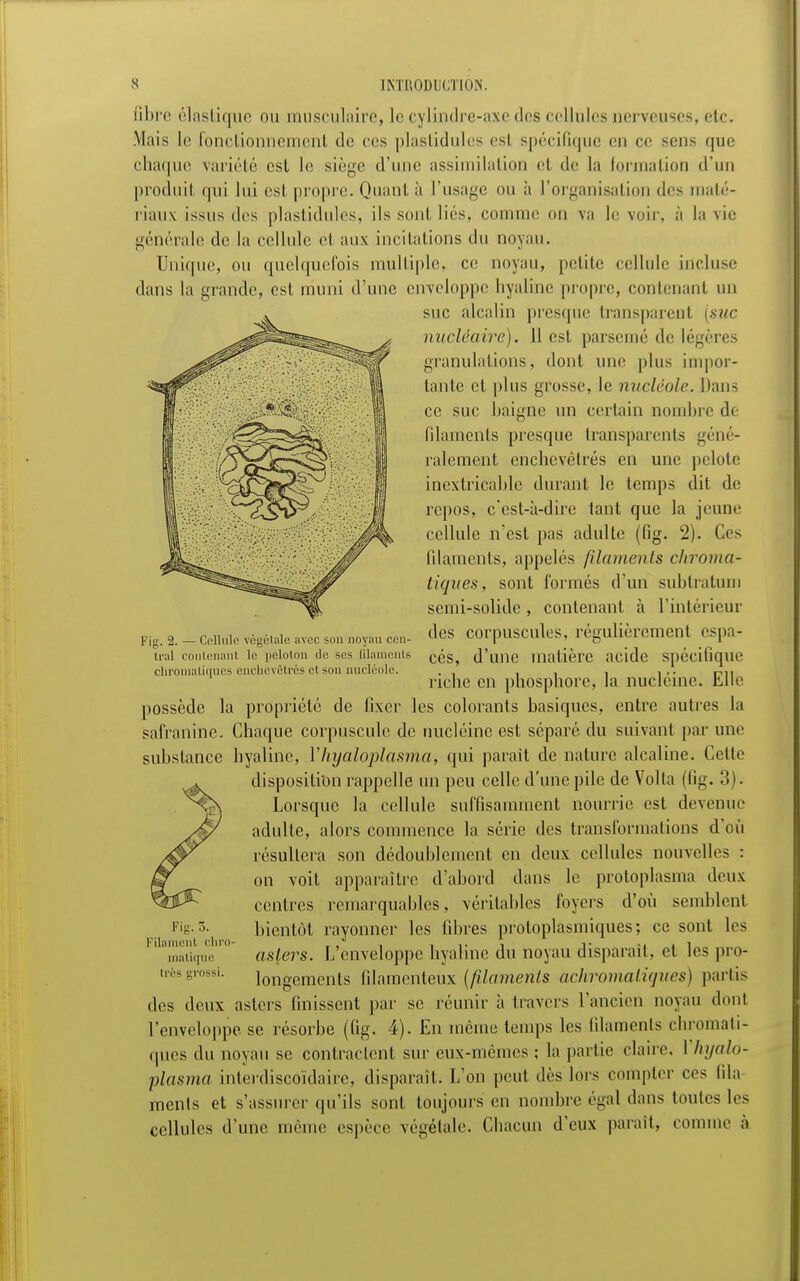fibre élastique ou musculaire, le cylindre-axe des cellules nerveuses, etc. Mais Le fonctionnemeril de ces plastidules esl spécifique en ce sens que chaque variété est le siège d'une assimilation et de la formation d'un produit qui lui esl propre. Quant à l'usage ou à l'organisati les maté- riaux issus des plastidules, ils sont liés, comme on va le voir, à la vie générale de la cellule et aux incitations du noyau. Unique, ou quelquefois multiple, ce noyau, petite cellule incluse dans la grande, est muni d'une enveloppe hyaline propre, contenant un suc alcalin presque transparent (suc nucléaire). 11 est parsemé de légères granulations, dont une plus impor- tante et plus grosse, le nucléole. Dans ce suc baigne un certain nombre de filaments presque transparents géné- ralement enchevêtrés en une pelote inextricable durant le temps dit de repos, c'est-à-dire tant que la jeune cellule n'est pas adulte (fig. 2). Ces filaments, appelés filaments chroma- tiques, sont formés d'un subtratum semi-solide , contenant à l'intérieur des corpuscules, régulièrement espa- cés, d'une matière acide spécifique riche en phosphore, la nucléine. Elle possède la propriété de fixer les colorants basiques, entre autres la safran inc. Chaque corpuscule de nucléine est séparé du suivant par une substance hyaline, Yhyaloplasma, qui parait de nature alcaline. Celte disposition rappelle un peu celle d'une pile de Volta (fig. 3). Lorsque la cellule suffisamment nourrie est devenue adulte, alors commence la série des transformations d'où résultera son dédoublement en deux cellules nouvelles : on voit apparaître d'abord dans le protoplasma deux centres remarquables, véritables foyers d'où semblent bientôt rayonner les fibres protoplasmiques; ce sont les asters. L'enveloppe hyaline du noyau disparaît, et les pro- longements filamenteux (filaments achromatique*) partis des deux asters finissent par se réunir à travers l'ancien noyau dont l'enveloppe se résorbe (fig. 4). En même temps les filaments chromati- ques du noyau se contractent sur eux-mêmes ; la partie claire. I hyalo- plasma interdiscoïdaire, disparaît. L'on peut dès lors compter ces fila ments et s'assurer qu'ils sont toujours en nombre égal dans toutes les cellules d'une même espèce végétale. Chacun d'eux paraît, comme à Fig, -2. — Cellule végétale avec son noyau rm- tral contenant le peloton du ses filaments chromatiques enchevêtrés et son nucléole. Fig. 5. Filament cliro- matique très grossi.