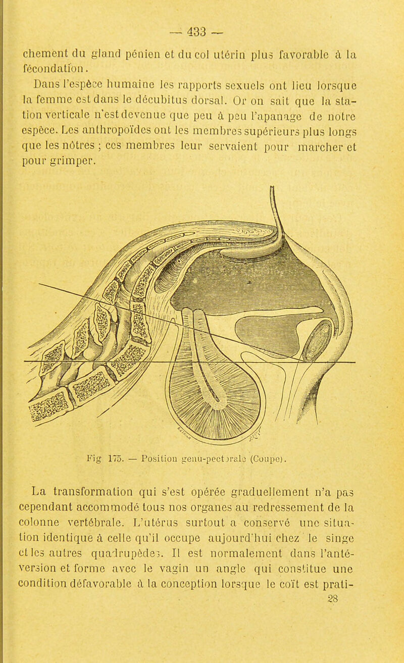 chement du gland pcnlen et du col utérin plus favorable à la fécondation. Dans l'espèce humaine les rapports sexuels ont lieu lorsque la femme est dans le décubitus dorsal. Or on sait que la sta- tion verticale n'estdevcnue que peu à peu l'apanage de notre espèce. Les anthropoïdes ont les membres supérieurs plus longs que les nôtres ; ces membres leur servaient pour marcher et pour grimper. Fig 175. — Positiou geiiu-pect jralo (Coiipc). La transformation qui s'est opérée graduellement n'a pas cependant accommodé tous nos organes au redressement de la colonne vertébrale. L'utérus surtout a conservé une situa- tion identique à celle qu'il occupe aujourd'hui chez le singe elles autres quadrupôdei. Il est normalement dans l'anté- version et forme avec le vagin un angle qui constitue une condition défavorable ù. la conception lorsque le coït est prati- 28