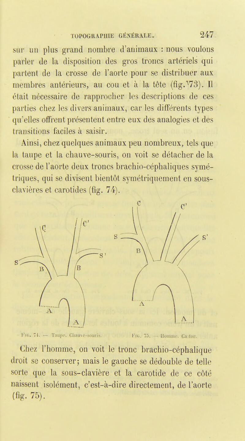 sur un plus grand nombre d'animaux : nous voulons parler de la disposition des gros troncs artériels qui partent de la crosse de l'aorte pour se distribuer aux membres antérieurs, au cou et à la tête (fîg.'^73). Il était nécessaire de rapprocher les descriptions de ces parties chez les divers animaux, car les différents types qu'elles offrent présentent entre eux des analogies et des transitions faciles à saisir. Ainsi, chez quelques animaux peu nombreux, tels que la taupe et la chauve-souris, on voit se détacher de la crosse de l'aorte deux troncs brachio-céphaliques symé- triques, qui se divisent bientôt symétriquement en sous- clavières et carotides (fig. 74). V'ifi. Ti. — T;iii|ii>. Oluuivc-soiiiii. ['m. 5. — lluiiimc. Ca lor. Chez l'homme, on voit le tronc brachio-céphalique droit se conserver; mais le gauche se dédouble de telle sorte que la sous-clavière et la carotide de ce côté naissent isolément, c'est-à-dire directement, de l'aorte (fig. 75).