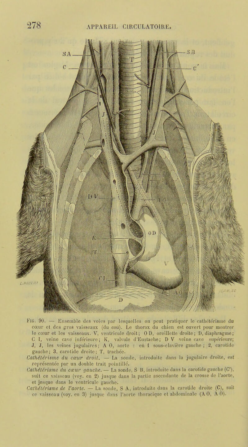 FiG. 90. — Ensemble des voies par lesquelles on peut pratiquer le calliétérismo du cœur cl dos gros vaisseaux (du cou). Le lliorax du chien est ouvert pour montrer le cœur et les vaisseaux. V, ventricule droit; 0 D, oreillette droite; D, diapliraj^me; C I, veine cave' inférieure; K, valvule d'Eustaelie; DV veine cave supérieure; J, J, les veines jugulaires; A 0, aorte : en i sous-clavicre gauche ; 12, carotide gauche; 3. carotide droite; T, trachée. Cathélérisme du cœur droit. — La sonde, introduite dans la jugulaire droite, est représentée par un double trait pointillé. Calhétdrisme du cœw gauche. — La sonde, S B, introduite dans la carotide gauche (C), suit ce vaisseau (voy. en 2) jusque dans la partie ascendante de la crosse de l'aorte, et jnsque dans le ventricule gauche. Cathélérisme de l'aorte. — La sonde, S A, introduite dans la arotidc droite (C), suit ce vaisseau (voy. en 3) jusque dans l'aorte llioracique et abdominale (AO, A 0).