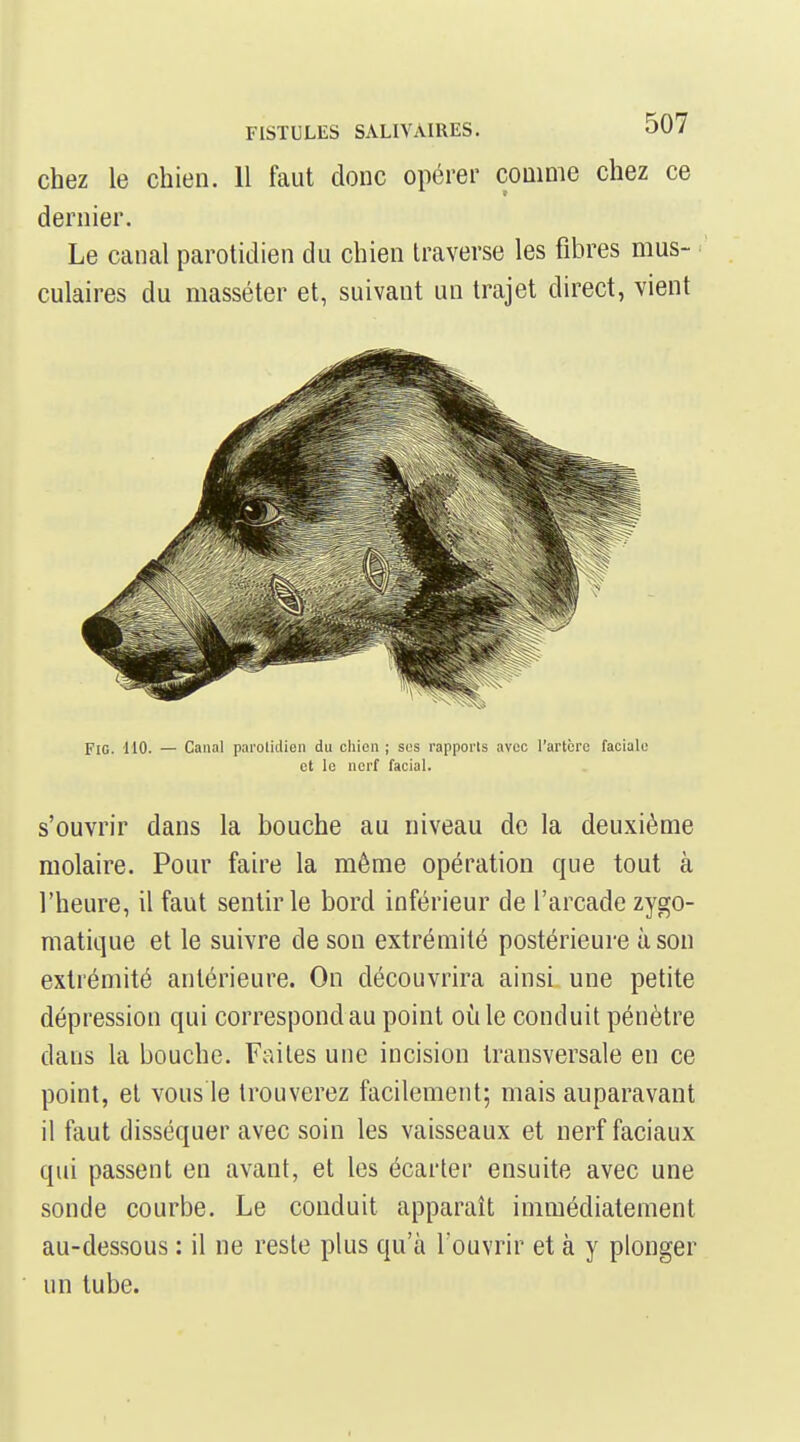 chez le chien. 11 faut donc opérer comme chez ce dernier. Le canal parotidien du chien traverse les fibres mus- culaires du masséter et, suivant un trajet direct, vient FiG. 110. — Canal paroliclien du chien ; ses rapports avec l'artcrc faciale et le nerf facial. s'ouvrir dans la bouche au niveau de la deuxième molaire. Pour faire la même opération que tout à l'heure, il faut sentir le bord inférieur de l'arcade zygo- matique et le suivre de son extrémité postérieure à son extrémité antérieure. On découvrira ainsi une petite dépression qui correspond au point oîile conduit pénètre dans la bouche. Faites une incision transversale en ce point, et vous le trouverez facilement; mais auparavant il faut disséquer avec soin les vaisseaux et nerf faciaux qui passent en avant, et les écarter ensuite avec une sonde courbe. Le conduit apparaît immédiatement au-dessous : il ne reste plus qu'à l'ouvrir et à y plonger un tube.