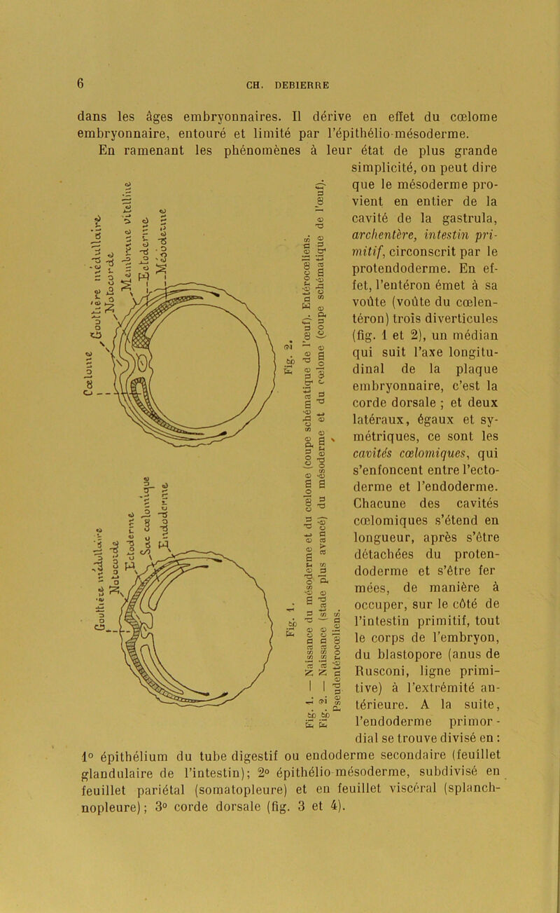 ^ «> S3 8 <v C3 2* 33 ^ 8 g §1 2 O a « w ^ . a< s s o 8 ^ (M dans les ages embryonnaires. II derive en effet du coelome embryonnaire, entoure et limite par I’^pith^lio-mdsoderme. En ramenant les pb6nomenes a leur 6tat de plus grande simplicity, on pent dire que le m6soderme pro- vient en entier de la cavity de la gastrula, arclientere, intestin pri- niitif, circonscrit par le protendoderme, En ef- fet, I’eutyron ymet a sa vodte (vodte du coelen- tyron) trois diverticules (fig. 1 et 2), un mydian qui suit I’axe longitu- dinal de la plaque embryonnaire, c’est la corde dorsale ; et deux latyraux, ygaux et sy- metriques, ce sont les caviUs coelomiques, qui s’enfoncent entre I’ecto- derme et I’endoderme. Chacune des cavitys coelomiques s’ytend en longueur, aprys s’ytre dytacbyes du proten- doderme et s’ytre fer mees, de maniyre y occuper, sur le c6ty de I’intestin primitif, tout le corps de I’embryon, du blastopore (anus de Rusconi, ligne primi- tive) a I’extrymity an- tyrieure. A la suite, I’endoderme primor - dial se trouve divisy en ; 1° ypithyiium du tube digestif ou endoderme secondaire (feuillet glandulaire de I’intestin); 2° ypithyiio mysoderme, subdivisy en feuillet pariytal (somatopleure) et en feuillet visceral (splanch- nopleure); 3° corde dorsale (fig. 3 et 4). O o d bb T3 g E §3 tr* ^ a s ^ ■s - ^ 03 0 ^ 03 a a ' 1 ^ !■§ V ^ 03 *03 a a o 8 ■§ 03 ^ 2 ^ 'C (J ^ a 03 d 03 ^ a U V} 03 d 'd ^ o c/3 <3 03 c 'd • ® CC 3 C/3 C/3 tc “ g E § o ^ a a 8 d d o CO c« o CO CO ^ 111 I I t