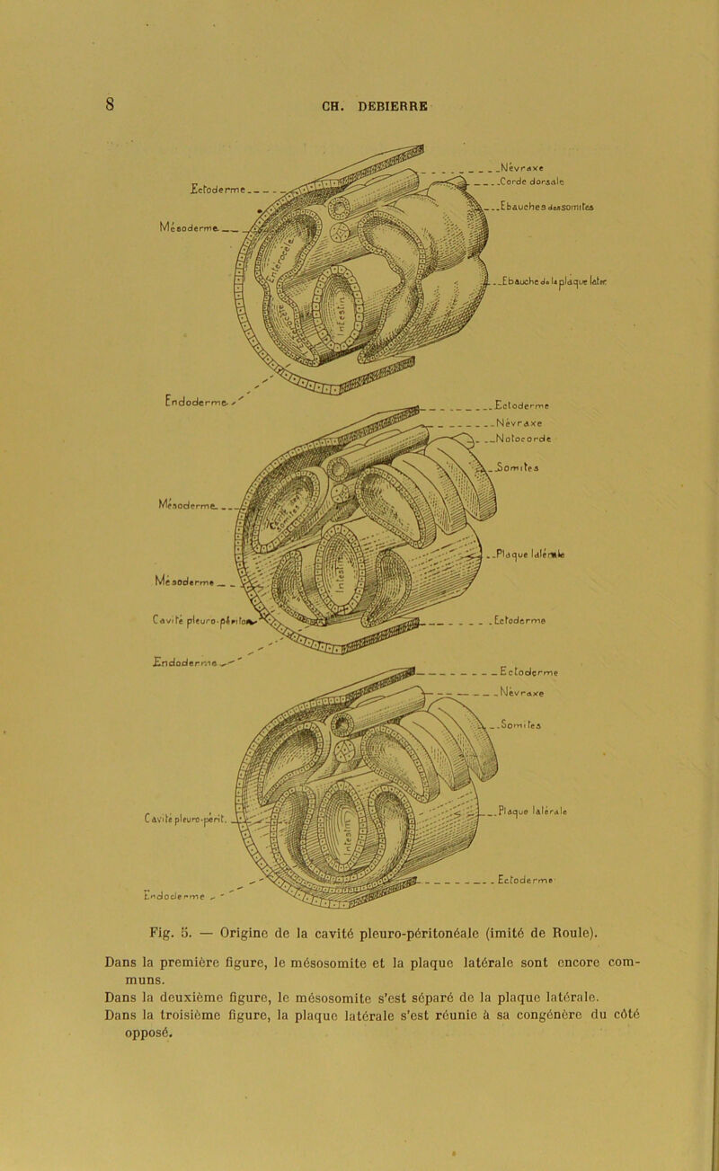 Zctoderme_ Mefioderme Mevrdvc . .Corde dor^dlc ..EbaucheddeJSomiteA ^bauc^e da U pldc^ue later Endodermc- > ..Eclode^me . -Nevraxe .-Notoeorde Mfaoderme. 3omitea Mcaod«pirt«„ ^ Cavtte plcurO'pIpifoiw . .P)d<^ue Idlemie Ectoderme Endodema^ C AVite plfuro-perit. Ertdodc rvY\e Pld^ue Uferdle _ .Somi te _ Ectoderme- . £ c todcprne NJcvraxe Fig. 5. “ Origine de la cavit6 pleuro-p6riton6ale (imitd de Roule). Dans la premiere figure, le mdsosomite et la plaque latdrale sent encore com- muns. Dans la deuxidme figure, le mdsosomite s’est sdpard de la plaque latdralc. Dans la troisidme figure, la plaque latdrale s*est rdunie k sa congdndre du cdtd opposd.
