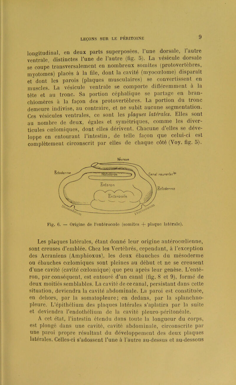 longitudinal, en deux parts superpos6es, I’une dorsale, I’autre venlrale, distinctes Tune de I’autre (fig. 5). La v^sicule dorsale se coupe transversalement en nombreux somites (protovertebres, myotomes) places h la file, dont la cavitd (myocoelome) disparait et dont les parois (plaques musculaires) se convertissent en muscles. La v^sicule ventrale se comporte difi^remment a la t6te et au tronc. Sa portion cephalique se partage en bran- cbiomferes a la fagon des protovertebres. La portion du tronc demeure indivise, au contraire, et ne subit aucune segmentation. Ces vesicules ventrales, ce sont les plaques lat^rales. Elies sont au nombre de deux, ^gales et symetriques, comme les diver- ticules coelomiques, dont elles derivent. Chacune d’elles se d^ve- loppe en entourant I’intestin, de telle fagon que celui-ci est complfetement circonscrit par elles de chaque c6t6 (Voy. fig. 5). Fig. 6. — Origine de I’enterocoele (somites -f- plaque latdrale). Les plaques laterales, etant donne leur origine anterocoelienne, sont creuses d’emblee. Chez les Vertebras, cependant, a I’exception des Acraniens (Amphioxus), les deux ebauches du m6soderme ou ebauches coelomiques sont pleines au debut et ne se creusent d’une cavit6 (cavity coelomique) que peu apres leur genfese. L’ent6- ron, par consequent, est entoure d’un canal (fig. 8 et 9), forme de deux moiti^s semblables. La cavit6 de ce canal, persistant dans cette situation, deviendra la cavity abdominale. La paroi est constituee, en dehors, par la somatopleure; en dedans, par la splanchno- pleure. L’^pithelium des plaques laterales s’aplatira par la suite et deviendra I’endoth^lium de la cavit6 pleuro p^riton6ale, A cet 6tat, I’inteslin 6tendu dans toute la longueur du corps, est plonge dans une cavit6, cavite abdominale, circonscrite par une paroi propre resultant du ddveloppement des deux plaques lat6rales. Celles-ci s’adossent I’uue a I’autre au-dessus et au-dessous