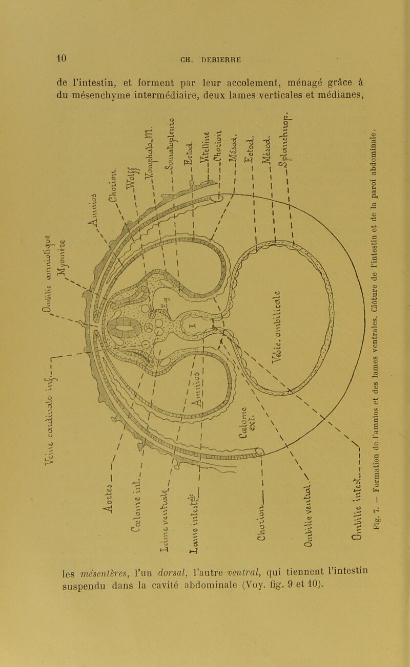 c,u\t ca-LjLv.’.-oilc/ v-wt OmUUc ai de I’intestin, et forment par leur accoleraent, m6nag6 gr^ce a du mesenchyme intermediaire, deux lames verticales et medianes, les mesenl^res, Tun dorsal, I’autre ventral, qui tiennent I’intestin suspendu dans la cavit6 abdominale (Voy. fig. 9 et 10).