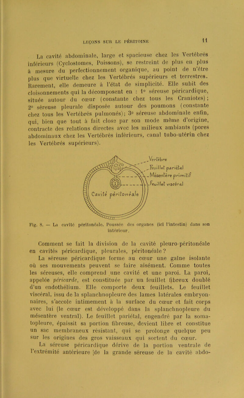 La cavity abdominale, large et spacieiise chez les Vert6bres inf^rieurs (Cyclostomes, Poissons), se restreint de plus eii plus a mesure du perfectionneraent organique, au point de n’6tre plus que virtuelle chez les Vert^br^s superieurs et terrestres. Rarement, elle demeure a I’^tat de simplicite. Elle subit des cloisonnements qui la decomposent en : 1° sereuse pericardique, situ^e autour du coeur (constante chez tous les Craniotes) ; 2° s6reuse pleurale dispos6e autour des poumons (constante chez tous les Vertebres pulinones); 3° sereuse abdominale enfin, qui, bien que tout a fait close par son mode m6me d’origine, contracte des relations directes avec les milieux ambiants (pores abdomiuaux chez les Vertebres inferieurs, canal tubo-ut6rin chez les Vertebras superieurs). Fig. 8. — La Cavite p6riton6ale. Pouss6e des organes (ici I’intestin) dans son interieur. Comment se fait la division de la cavite pleuro-peritoneale en cavites pericardique, pleurales, peritoneale? La .sereuse pericardique forme au coeur une gaine isolante ou ses mouvements peuvent se faire aisement. Comme toutes les sereuses, elle comprend une cavite et une paroi. La paroi, appeiee pdricarde, est coustituee par un feuillet fibreux double d’un endothelium. Elle comporte deux feuillets. Le feuillet visceral, issu de la splanchnopleure des lames laterales embryon- naires, s'accole iutimement e la surface du coeur et fait corps avec lui (le coeur est developpe dans la splanchnopleure du mesentere ventral). Le feuillet parietal, engendr6 par la soma- topleure, epaissit sa portion fibreuse, devient libre et constitue un sac membraneux resistant, qui se prolonge quelque peu sur les origines des gros vaisseaux qui sortent du coeur. La sereuse pericardique derive de la portion ventrale de I’extremite ant6rieure [de la grande s6reuse de la cavite abdo-