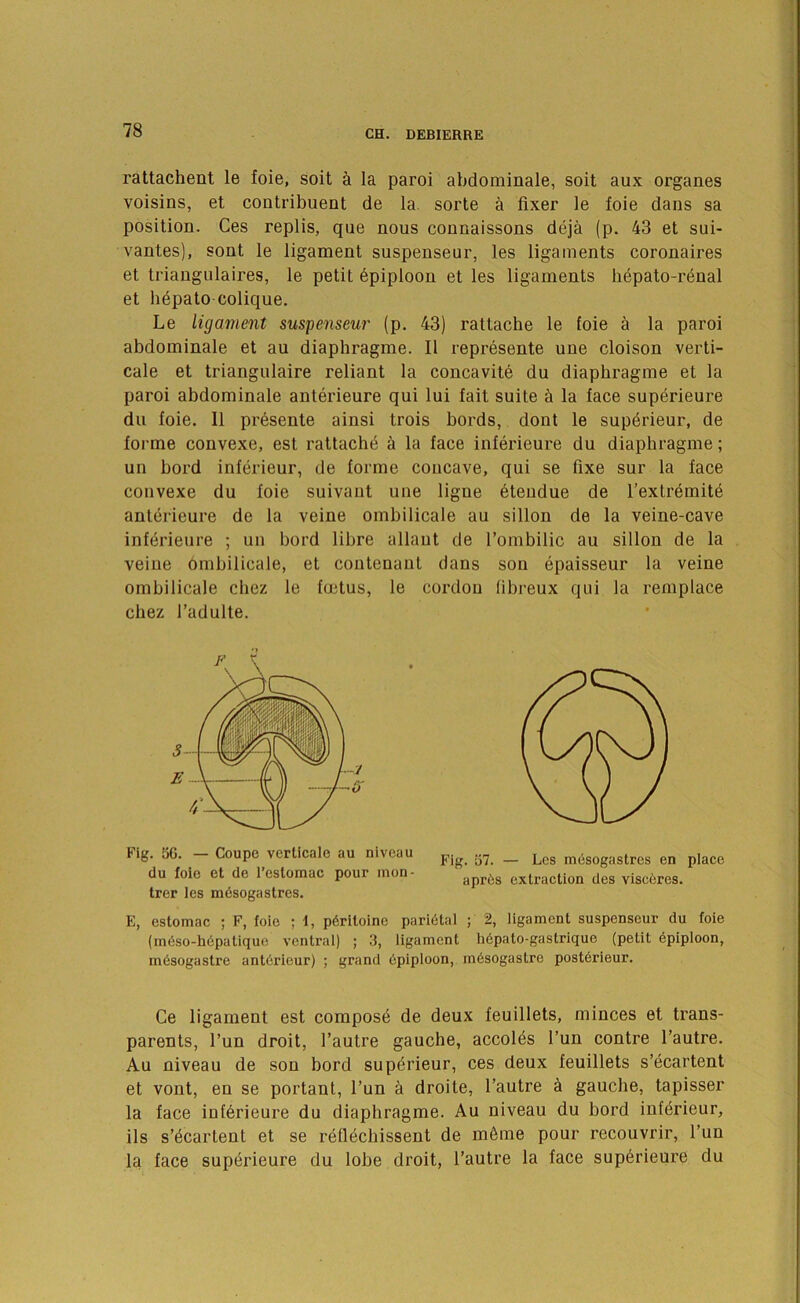 rattachent le foie, soit ^ la paroi abdominale, soil aux organes voisins, et contribuent de la sorle a fixer le foie dans sa position. Ces replis, que nous connaissons deja (p. 43 et sui- vantes), sont le ligament suspenseur, les ligaments coronaires et triangulaires, le petit Epiploon et les ligaments liepato-r^nal et li6pato colique. Le ligament suspenseur (p, 43) rattache le foie & la paroi abdominale et an diaphragme. II represente une cloison verti- cale et triangulaire reliant la concavite du diaphragme et la paroi abdominale anterieure qui lui fait suite h la face supdrieure du foie. II pr6sente ainsi trois bords, dont le sup^rieur, de forme convexe, est rattach^ a la face inferieure du diaphragme; un hord inferieur, de forme concave, qui se fixe sur la face convexe du foie suivaut une ligne 6tendue de I’extremite ant(5rieure de la veine ombilicale au sillon de la veine-cave inff^rieure ; un bord libre allant de I’ombilic au sillon de la veine ombilicale, et contenant dans son epaisseur la veine ombilicale chez le foetus, le cordon libreux qni la remplace chez I’adulte. du foie et de I’estomac pour inon- extraction des visceres. trer les radsogastres. E, estomac ; F, foie ; 1, pdritoine paridtal ; 2, ligament suspenseur du foie (m6so-h6patique ventral) ; 3, ligament h6pato-gastrique (petit Epiploon, mdsogastre ant6rieur) ; grand dplploon, m6sogastre postdrieur. Ce ligament est compost de deux feuillets, minces et trans- parents, I’un droit, I’autre gauche, accol^s t’un centre I’autre. Au niveau de son bord superieur, ces deux feuillets s’ecartent et vont, en se portant, Tun a droite, I’autre ^ gauche, tapisser la face inf6rieure du diaphragme. Au niveau du hord inferieur, ils s’^cartent et se refl^chissent de m6me pour recouvrir, I’un la face superieure du lobe droit, I’autre la face sup6rieure du