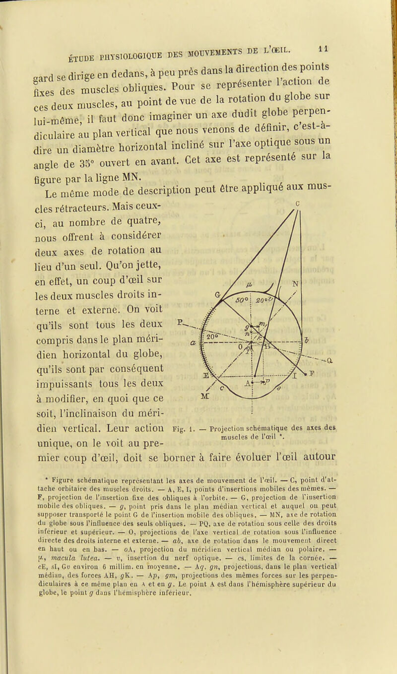 .ard se dirige en dedans, à peu près dans la direction des points C des muscles obliques. Pour se représenter l'actxon de es deux nmscles, au point de vue de la rotation du globe sur Zm,me, il faut donc imaginer un axe dudU g obe perpe - diculaire au plan vertical que nous venons de défimr, c est-à dire un diamètre horizontal incliné sur l'axe optique sous un angle de SS» ouvert en avant. Cet axe est représenté sur la figure par la ligne MN. Le même mode de description peut être appliqué aux mus- cles rétracleurs. Mais ceux- ci, au nombre de quatre, nous offrent à considérer deux axes de rotation au lieu d'un seul. Qu'on jette, en effet, un coup d'oeil sur les deux muscles droits in- terne et externe. On voit qu'ils sont tous les deux ^ compris dans le plan méri- dien horizontal du globe, qu'ils sont par conséquent impuissants tous les deux à modifier, en quoi que ce soit, l'inclinaison du méri- - dien vertical. Leur action Pig. l. — Pi-ojectiou schématique des axes des, , . muscles de l'œil *. unique, on le voit au pre- mier coup d'oeil, doit se borner à faire évoluer l'œil autour * Figure schématique représentant les axes de mouvement de l'œil. — C, point d'at- tache orbitaire des muscles droits. — A, E, I, points d'insertions mobiles des mêmes. — F, projection de Tinseition lixe des obliques à l'orbile. — G, projection de l'insertion mobile des obliques. — g, point pris dans le plan médian vertical et auquel ou peut supposer transporté le point G de l'insertion mobile des obliques. — MN, ase de rotation du globe sous l'influence des seuls obliques. — PQ, axe de rotation sous celle des droits inférieur et supérieur. — 0, projections de l'axe vertical de rotation sous l'influence directe des droits interne et externe.— ab, axe de rotation dans le mouvement direct en haut ou en bas. — oA, projection du méridien vertical médian ou polaire. — u-, macula lutea. — v, insertion du nerf optique. — es, limites de la cornée. — clî, si, Gi) environ 6 millim. en moyenne. — Kq, gn, projections, dans le plan vertical médian, des forces AH, jK. — Ap, gm, projections des mêmes forces sur les perpen- diculaires à ce même plan en A et en g. Le point A est dans l'hémisphère supérieur du globe, le point g dans l'Iiémisphére inférieur. a