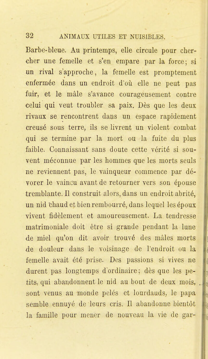 Barbe-bleue. Au printemps, elle circule pour cher- cher une femelle et s'en empare par la force; si un rival s'approche, la femelle est promptement enfermée dans un endroit d'où elle ne peut pas fuir, et le mâle s'avance courageusement contre celui qui veut troubler sa paix. Dès que les deux rivaux se rencontrent dans un espace rapidement creusé sous terre, ils se livrent un violent combat qui se termine par la mort ou la fuite du plus faible. Connaissant sans doute cette vérité si sou- vent méconnue par les hommes que les morts seuls ne reviennent pas, le vainqueur commence par dé- vorer le vaincu avant de retourner vers son épouse tremblante. Il construit alors, dans un endroit abrité, un nid thaud et bien rembourré, dans lequel les époux vivent Ifidèlement et amoureusement. La tendresse matrimoniale doit être si grande pendant la lune de miel qu'on dit avoir trouvé des mâles morts de douleur dans le voisinage de l'endroit uu la femelle avait été prise. Des passions si vives ne durent pas longtemps d'ordinaire; dès que les pe- tits, qui abandonnent le nid au bout de deux mois, sont venus au monde pelés et lourdauds, le papa semble ennuyé de leurs cris. 11 abandonne bientôt la famille pour mener de nouveau la vie de gar-