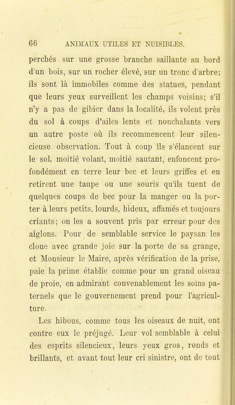 perchés sur une grosse branche saillante au bord d'un bois, sur un rocher élevé, sur un tronc d'arbre; ils sont là immobiles comme des statues, pendant que leurs yeux surveillent les champs voisins; s'il n'y a pas de gibier dans la localité, ils volent près du sol à coups d'ailes lents et nonchalants, vers un autre poste où ils recommencent leur silen- cieuse observation. Tout à coup ils s'élancent sur le sol, moitié volant, moitié sautant, enfoncent pro- fondément en terre leur bec et leurs griffes et en retirent une taupe ou une souris qu'ils tuent de quelques coups de bec pour la manger ou la por- ter à leurs petits, lourds, hideux, affamés et toujours criants; on les a souvent pris par erreur pour des aiglons. Pour de semblable service le paysan les cloue avec grande joie sur la porte de sa grange, et Monsieur le Maire, après vérification de la prise, paie la prime établie comme pour un grand oiseau de proie, en admirant convenablement les soins pa- ternels que le gouvernement prend pour l'agricul- ture. Les hibous, comme tous les oiseaux de nuit, ont contre eux le préjugé. Leur vol semblable à celui des esprits silencieux, leurs yeux gros, ronds et brillants, et avant tout leur cri sinistre, ont de tout
