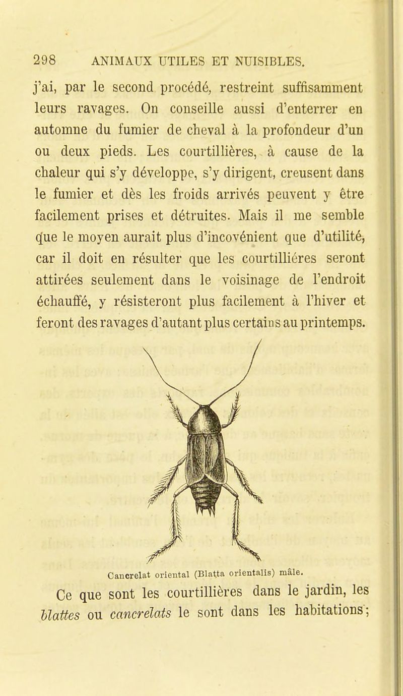 j'ai, par le second procédé, restreint suffisamment leurs ravages. On conseille aussi d'enterrer en automne du fumier de cheval à la profondeur d'un ou deux pieds. Les courtillières, à cause de la chaleur qui s'y développe, s'y dirigent, creusent dans le fumier et dès les froids arrivés peuvent y être facilement prises et détruites. Mais il me semble q[ue le moyen aurait plus d'incovénient que d'utilité, car il doit en résulter que les courtillières seront attirées seulement dans le voisinage de l'endroit échauffé, y résisteront plus facilement à l'hiver et feront des ravages d'autant plus certains au printemps. Cancrelat oriental (Blat.ta orientalis) mâle. Ce que sont les courtillières dans le jardin, les Uattes ou cancrelats le sont dans les habitations ;