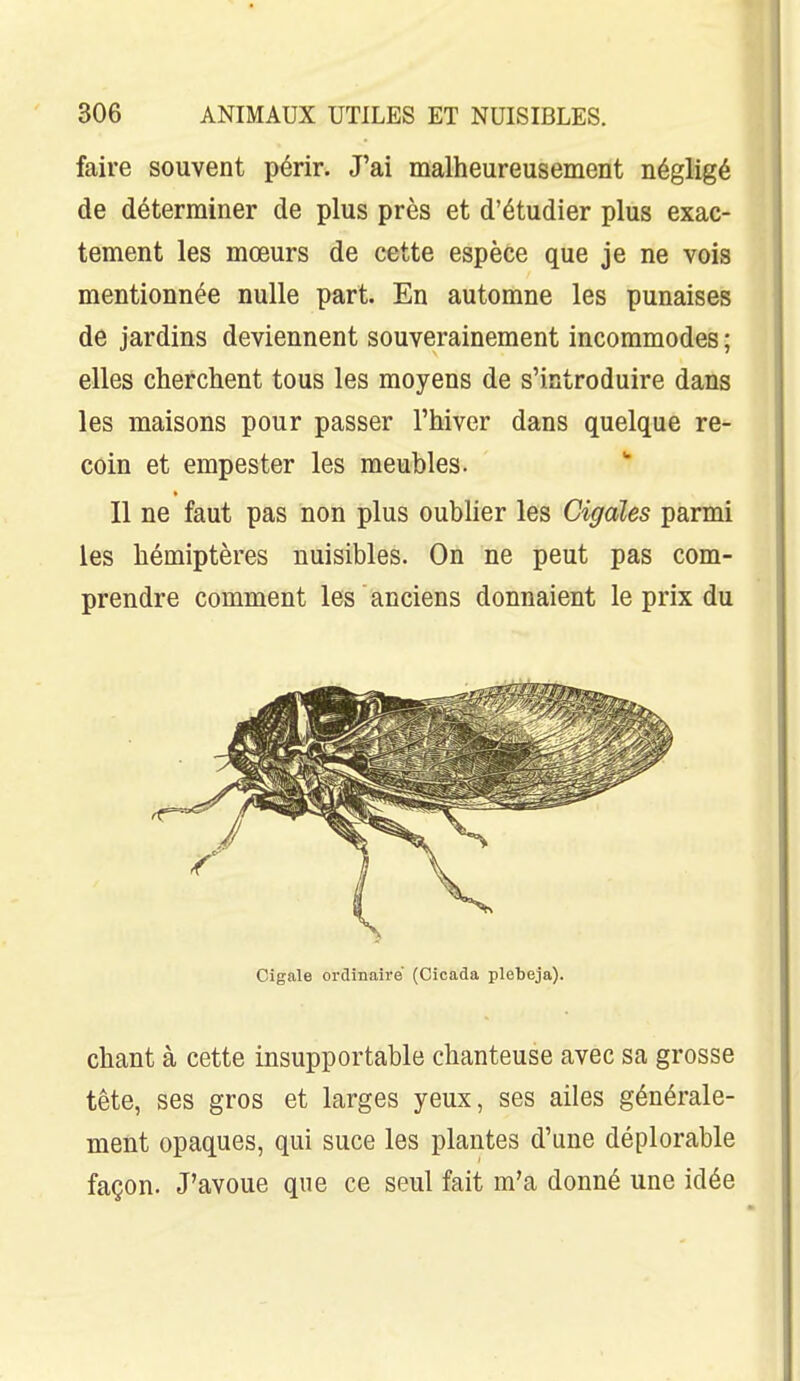 faire souvent périr. J'ai malheureusement négligé de déterminer de plus près et d'étudier plus exac- tement les mœurs de cette espèce que je ne vois mentionnée nulle part. En automne les punaises de jardins deviennent souverainement incommodes ; elles cherchent tous les moyens de s'introduire dans les maisons pour passer l'hiver dans quelque re- coin et empester les meubles. * Il ne faut pas non plus oublier les Cigales parmi les hémiptères nuisibles. On ne peut pas com- prendre comment les anciens donnaient le prix du Cigale ordinaire (Cicada plebeja). chant à cette insupportable chanteuse avec sa grosse tête, ses gros et larges yeux, ses ailes générale- ment opaques, qui suce les plantes d'une déplorable façon. J'avoue que ce seul fait m'a donné une idée
