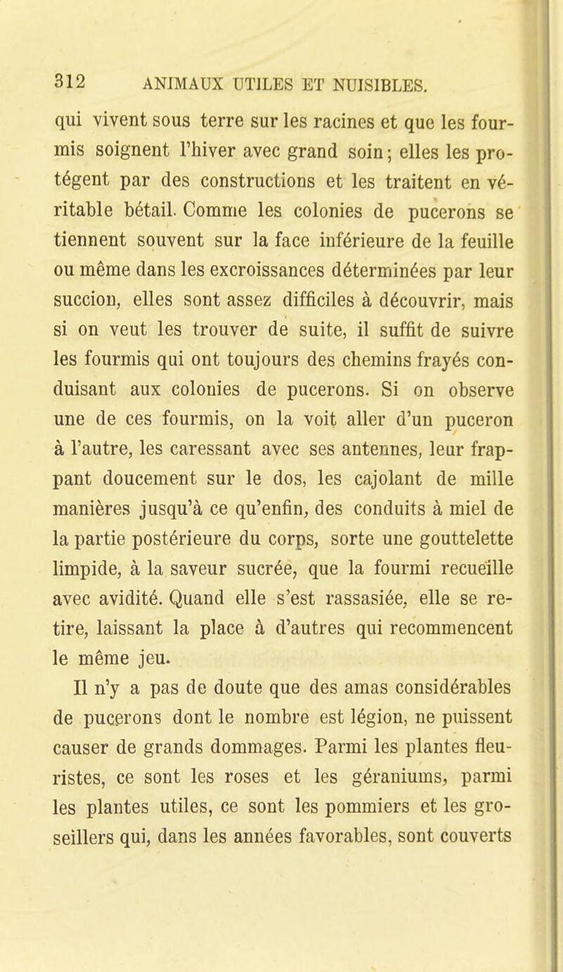 qui vivent sous terre sur les racines et que les four- mis soignent l'hiver avec grand soin ; elles les pro- tègent par des constructions et les traitent en vé- ritable bétail. Comme les colonies de pucerons se tiennent souvent sur la face inférieure de la feuille ou même dans les excroissances déterminées par leur succion, elles sont assez difficiles à découvrir, mais si on veut les trouver de suite, il suffit de suivre les fourmis qui ont toujours des chemins frayés con- duisant aux colonies de pucerons. Si on observe une de ces fourmis, on la voit aller d'un puceron à l'autre, les caressant avec ses antennes, leur frap- pant doucement sur le dos, les cajolant de mille manières jusqu'à ce qu'enfin, des conduits à miel de la partie postérieure du corps, sorte une gouttelette limpide, à la saveur sucrée, que la fourmi recueille avec avidité. Quand elle s'est rassasiée, elle se re- tire, laissant la place à d'autres qui recommencent le même jeu. Il n'y a pas de doute que des amas considérables de pucerons dont le nombre est légion, ne puissent causer de grands dommages. Parmi les plantes fleu- ristes, ce sont les roses et les géraniums, parmi les plantes utiles, ce sont les pommiers et les gro- seillers qui, dans les années favorables, sont couverts
