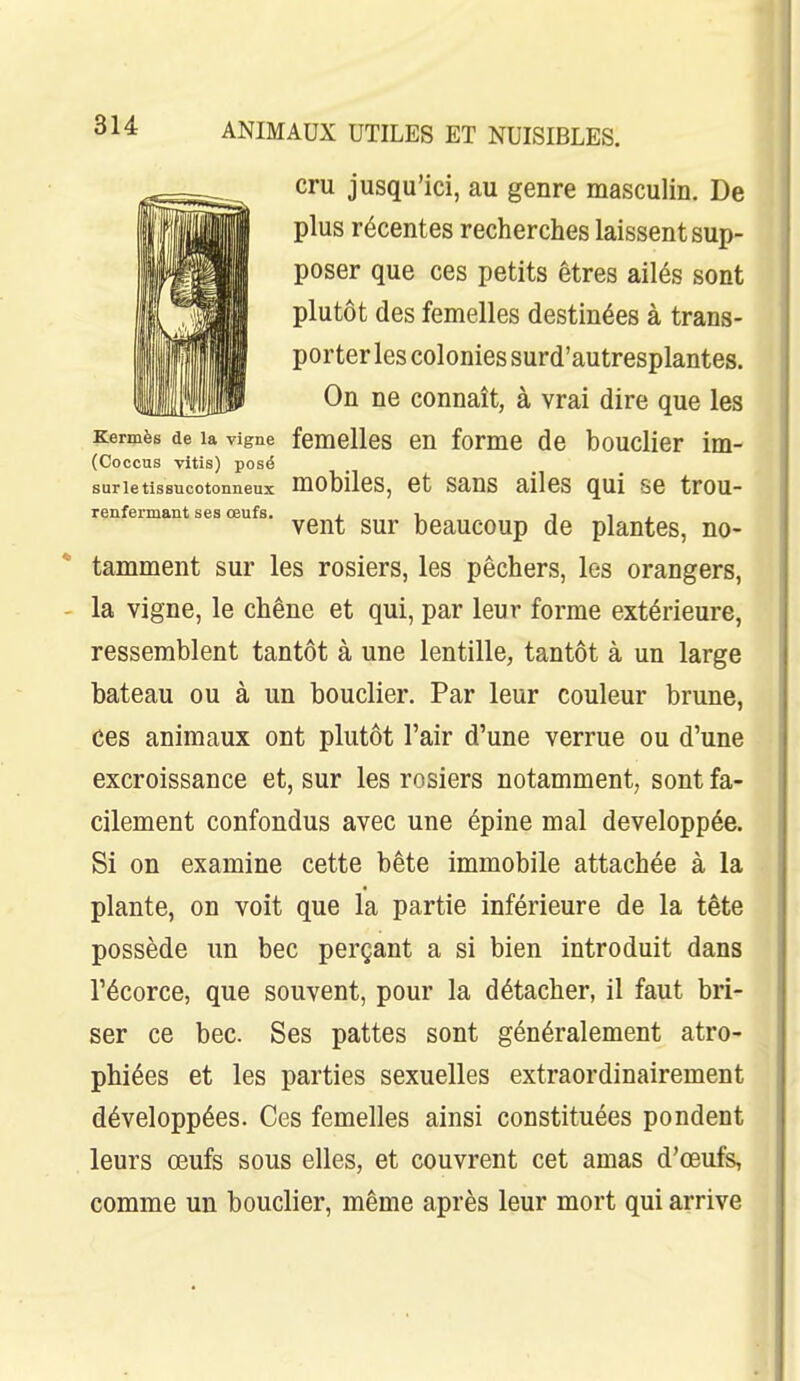 cru jusqu'ici, au genre masculin. De plus récentes recherches laissent sup- poser que ces petits êtres ailés sont plutôt des femelles destinées à trans- porter les colonies surd'autresplantes. On ne connaît, à vrai dire que les Kermès de la vigne femclles cn forme de bouclier im- (Coccus Titis) posé surletissucotonneux mobiles, et sans ailes qui se trou- renfermant ses œufs. „ , i i i < vent sur beaucoup de plantes, no- tamment sur les rosiers, les pêchers, les orangers, la vigne, le chêne et qui, par leur forme extérieure, ressemblent tantôt à une lentille, tantôt à un large bateau ou à un bouclier. Par leur couleur brune, ces animaux ont plutôt l'air d'une verrue ou d'une excroissance et, sur les rosiers notamment, sont fa- cilement confondus avec une épine mal développée. Si on examine cette bête immobile attachée à la plante, on voit que la partie inférieure de la tête possède un bec perçant a si bien introduit dans l'écorce, que souvent, pour la détacher, il faut bri- ser ce bec. Ses pattes sont généralement atro- phiées et les parties sexuelles extraordinairement développées. Ces femelles ainsi constituées pondent leurs œufs sous elles, et couvrent cet amas d'œufs, comme un bouclier, même après leur mort qui arrive