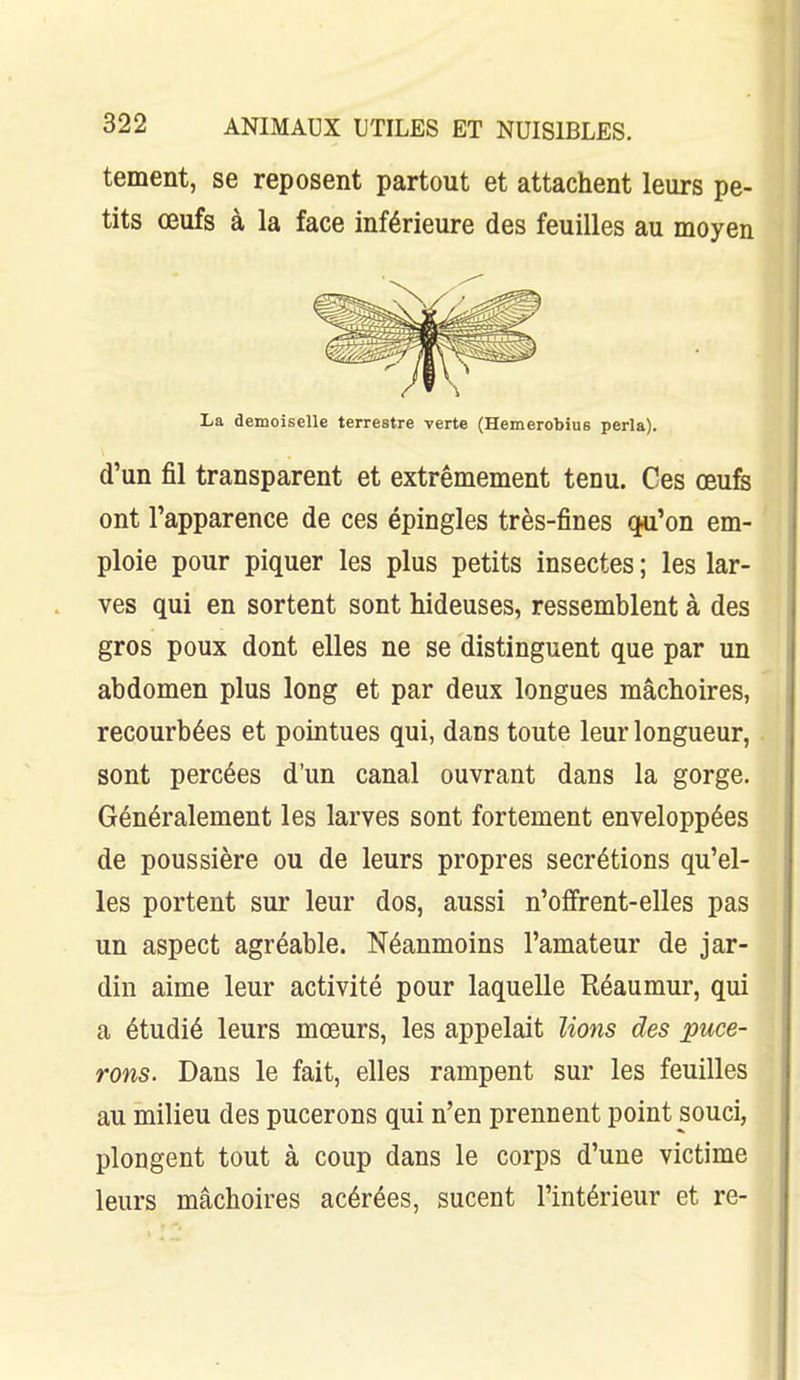 tement, se reposent partout et attachent leurs pe- tits œufs à la face inférieure des feuilles au moyen La demoiselle terrestre verte (Hemerobius perla). d'un fil transparent et extrêmement tenu. Ces œufe ont l'apparence de ces épingles très-fines q^i'on em- ploie pour piquer les plus petits insectes ; les lar- ves qui en sortent sont hideuses, ressemblent à des gros poux dont elles ne se distinguent que par un abdomen plus long et par deux longues mâchoires, recourbées et pointues qui, dans toute leur longueur, sont percées d'un canal ouvrant dans la gorge. Généralement les larves sont fortement enveloppées de poussière ou de leurs propres sécrétions qu'el- les portent sur leur dos, aussi n'offrent-elles pas un aspect agréable. Néanmoins l'amateur de jar- din aime leur activité pour laquelle Réaumur, qui a étudié leurs mœurs, les appelait lions des puce- rons. Dans le fait, elles rampent sur les feuilles au milieu des pucerons qui n'en prennent point souci, plongent tout à coup dans le corps d'une victime leurs mâchoires acérées, sucent l'intérieur et re-