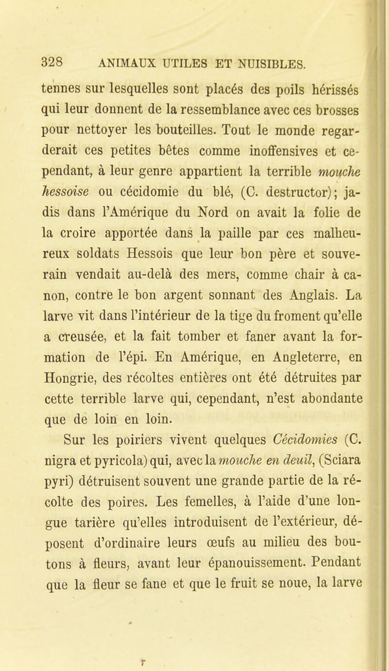 tennes sur lesquelles sont placés des poils hérissés qui leur donnent de la ressemblance avec ces brosses pour nettoyer les bouteilles. Tout le monde regar- derait ces petites bêtes comme inoffensives et ce- pendant, à leur genre appartient la terrible mouche hessoise ou cécidomie du blé, (C. destructor); ja- dis dans l'Amérique du Nord on avait la folie de la croire apportée dans la paille par ces malheu- reux soldats Hessois que leur bon père et souve- rain vendait au-delà des mers, comme chair à ca- non, contre le bon argent sonnant des Anglais. La larve vit dans l'intérieur de la tige du froment qu'elle a creusée, et la fait tomber et faner avant la for- mation de l'épi. En Amérique, en Angleterre, en Hongrie, des récoltes entières ont été détruites par cette terrible larve qui, cependant, n'est abondante que de loin en loin. Sur les poiriers vivent quelques Cécidomies (C. nigra et pyricola) qui, avec la mouche en deuil, (Sciara pyri) détruisent souvent une grande partie de la ré- colte des poires. Les femelles, à l'aide d'une lon- gue tarière qu'elles introduisent de l'extérieur, dé- posent d'ordinaire leurs œufs au milieu des bou- tons à fleurs, avant leur épanouissement. Pendant que la fleur se fane et que le fruit se noue, la larve