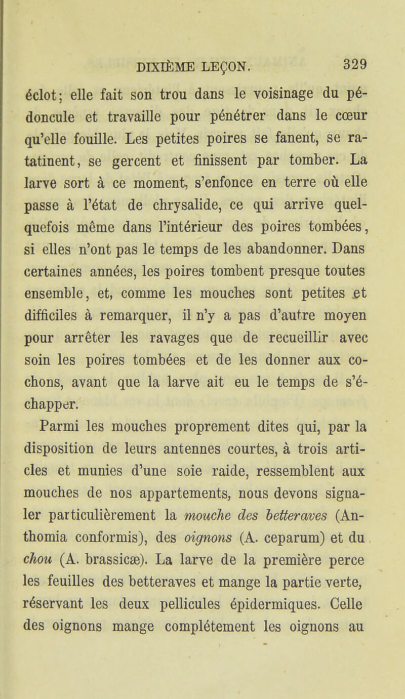 éclot; elle fait son trou dans le voisinage du pé- doncule et travaille pour pénétrer dans le cœur qu'elle fouille. Les petites poires se fanent, se ra- tatinent, se gercent et finissent par tomber. La larve sort à ce moment, s'enfonce en terre où elle passe à l'état de chrysalide, ce qui arrive quel- quefois même dans l'intérieur des poires tombées, si elles n'ont pas le temps de les abandonner. Dans certaines années, les poires tombent presque toutes ensemble, et, comme les mouches sont petites fit difficiles à remarquer, il n'y a pas d'autre moyen pour arrêter les ravages que de recueillir avec soin les poires tombées et de les donner aux co- chons, avant que la larve ait eu le temps de s'é- chapper. Parmi les mouches proprement dites qui, par la disposition de leurs antennes courtes, à trois arti- cles et munies d'une soie raide, ressemblent aux mouches de nos appartements, nous devons signa- ler particulièrement la mouche des betteraves (An- thomia conformis), des oignons (A. ceparum) et du chou (A. brassicae). La larve de la première perce les feuilles des betteraves et mange la partie verte, réservant les deux pellicules épidermiques. Celle des oignons mange complètement les oignons au