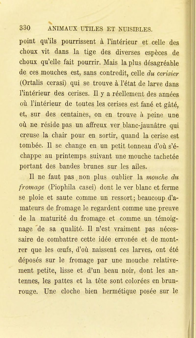 point qu'ils pourrissent à l'intérieur et celle des choux vit dans la tige des diverses espèces de choux qu'elle fait pourrir. Mais la plus désagréable de ces mouches est, sans contredit, celle du cerisier (Ortalis cerasi) qui se trouve à l'état de larve dans l'intérieur des cerises. Il y a réellement des années où l'intérieur de toutes les cerises est fané et gâté, et, sur des centaines, on en trouve à peine une où ne réside pas un affreux ver blanc-jaunâtre qui creuse la chair pour en sortir, quand la cerise est tombée. Il se change en un petit tonneau d'où s'é- chappe au printemps suivant une mouche tachetée portant des bandes brunes sur les ailes. Il ne faut pas. non plus oublier la mouche du fromage (Piophila casei) dont le ver blanc et ferme se ploie et saute comme un ressort; beaucoup d'a- mateurs de fromage le regardent comme une preuve de la maturité du fromage et comme un témoig- nage 'de sa qualité. Il n'est vraiment pas néces- saire de combattre cette idée erronée et de mont- rer que les œufs, d'où naissent ces larves, ont été déposés sur le fromage par une mouche relative- ment petite, lisse et d'un beau noir, dont les an- tennes, les pattes et la tête sont colorées en brun- rouge. Une cloche bien hermétique posée sur le
