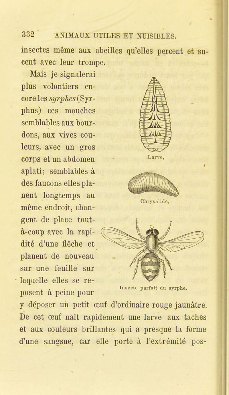 insectes même aux abeilles qu'elles percent et su- cent avec leur trompe. Mais je signalerai plus volontiers en- core les syrphes (Syr- phus) ces mouches semblables aux bour- dons, aux vives cou- leurs, avec un gros corps et un abdomen aplati j semblables à des faucons elles pla- nent longtemps au Chrysalide, même endroit, chan- gent de place tout- à-coup avec la rapi- dité d'une flèche et planent de nouveau sur une feuille' sur laquelle elles se re- , , Insecte parfait du syrphe. posent a peine pour y déposer un petit œuf d'ordinaire rouge jaunâtre. De cet œuf naît rapidement une larve aux taches et aux couleurs brillantes qui a presque la forme d'une sangsue, car elle porte à l'extrémité pos-