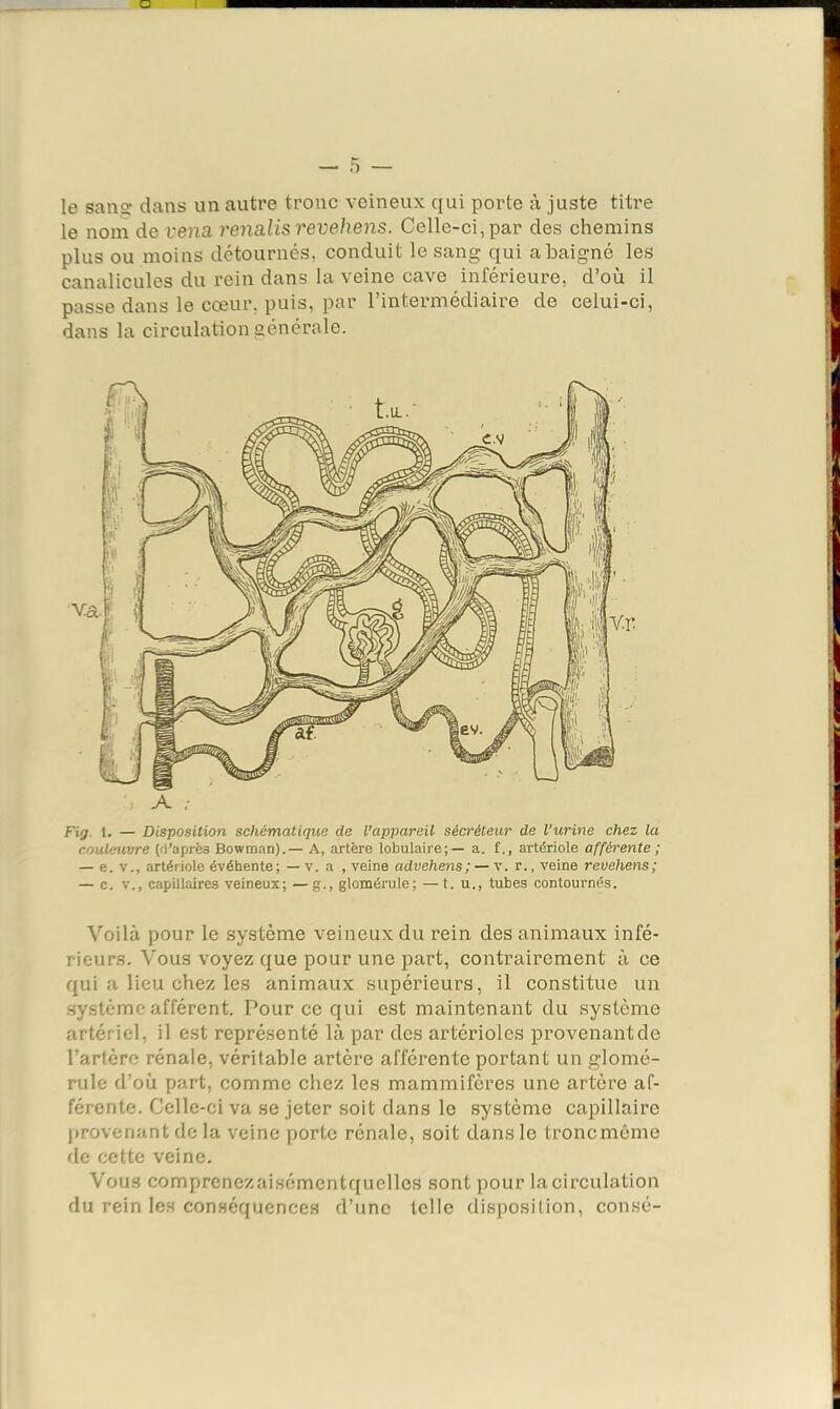 le San? dans un autre tronc veineux qui porte à juste titre le nom de vena renalisrevehens. Celle-ci,par des chemins plus ou moins détournés, conduit le sang qui a baigné les canalicules du rein dans la veine cave inférieure, d’où il passe dans le cœur, puis, par l’intermédiaire de celui-ci, dans la circulation générale. A .• Fig. 1. — Disposition schématique de l’appareil sécréteur de l'urine chez lu couleuvre (d'après Bowman).— A, artère lobulaire;— a. f., artériole afférente; — e. V., artériole évéhente; — v. a , veine advehens; — v. r., veine revehens; — c. V., capillaires veineux; —g., gloméi’ule; —t. u., tubes contournés. Voilà pour le système veineux du rein, des animaux infé- rieurs. Vous voyez que pour une part, contrairement à ce qui a lieu chez les animaux supérieurs, il constitue un système afférent. Pour ce qui est maintenant du système artériel, il est représenté là par des artérioles provenant de l’artère rénale, véritable artère afférente portant un glomé- rule d’où part, comme chez les mammifères une artère af- férente. Celle-ci va se jeter soit dans le système capillaire jirovenant de la veine porte rénale, soit dans le tronc même rie cette veine. Vous comprenez aisémentf[uelles sont pour la circulation du rein les conséquences d’une telle disposition, consé-