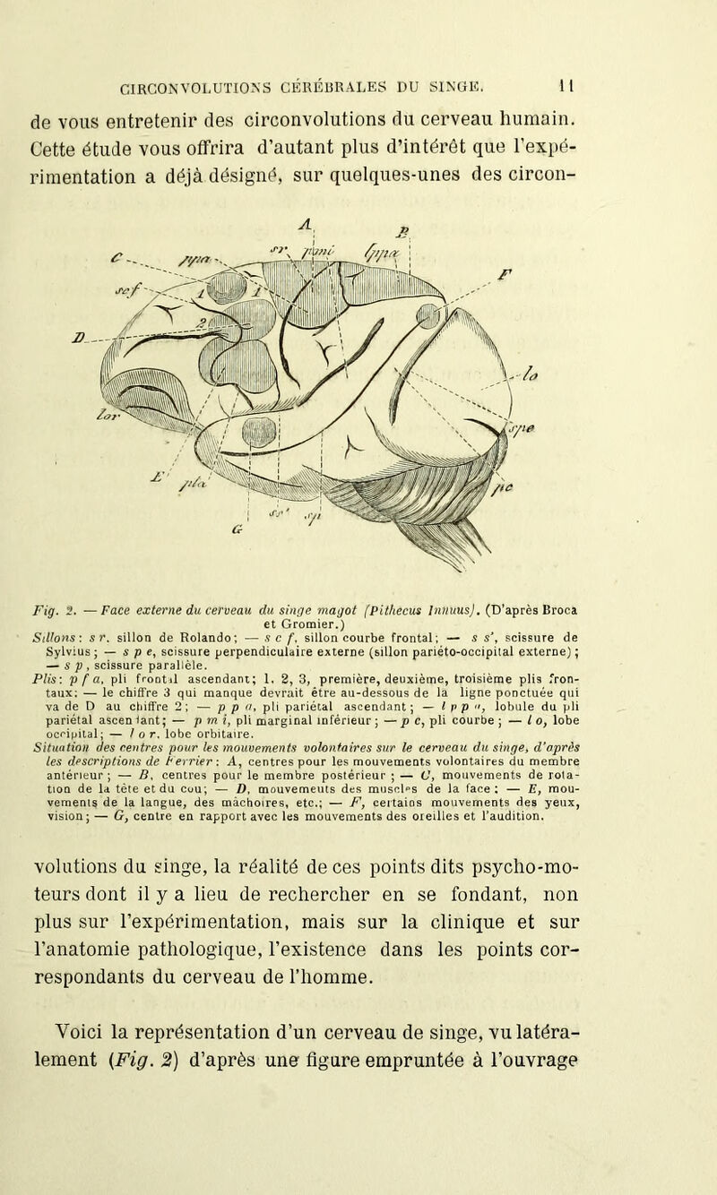 de VOUS entretenir des circonvolutions du cerveau humain. Cette étude vous offrira d’autant plus d’intérêt que l’expé- rimentation a déjà désigné, sur quelques-unes des circon- Fig. 2. —Face externe du cerveau du singe magot fpithecus InuuusJ, (D’après Broca et Gromier.) Sillons: sr, sillon de Rolande; — s c f, sillon courbe frontal; — s s\ scissure de Sylvius; — $ p scissure perpendiculaire externe (sillon pariéto-occipiial externe) ; — s P , scissure parallèle. Plis: V f a, pli frootil ascendant; 1, 2, 3, première, deuxième, troisième plis fron- taux; — le chiffre 3 qui manque devrait être au-dessous de la ligne ponctuée qui va de D au chiffre 2; — P P pli pariétal ascendant; — I pp , lobule du pli pariétal asceniant; — pmi, pli marginal inférieur ; — j? c, pli courbe ; — / o, lobe occipital; — / or, lobe orbitaire. Situation des centres pour les mouvements volontaires sur le cerveau du singe, d'après les descriptions de terrier: A, centres pour les mouvements volontaires du membre antérieur ; — B, centres pour le membre postérieur ; — C, mouvements de rota- tion de la tète et du cou; — D, mouvemeuis des muscl'^s de la face; — E, mou- vements de la langue, des mâchoires, etc.; — F, certains mouvements des yeux, vision; — G, centre en rapport avec les mouvements des oreilles et l’audition. volutions du singe, la réalité de ces points dits psycho-mo- teurs dont il y a lieu de rechercher en se fondant, non plus sur l’expérimentation, mais sur la clinique et sur l’anatomie pathologique, l’existence dans les points cor- respondants du cerveau de l’homme. Voici la représentation d’un cerveau de singe, vu latéra- lement (Fig. 2) d’après une figure empruntée à l’ouvrage