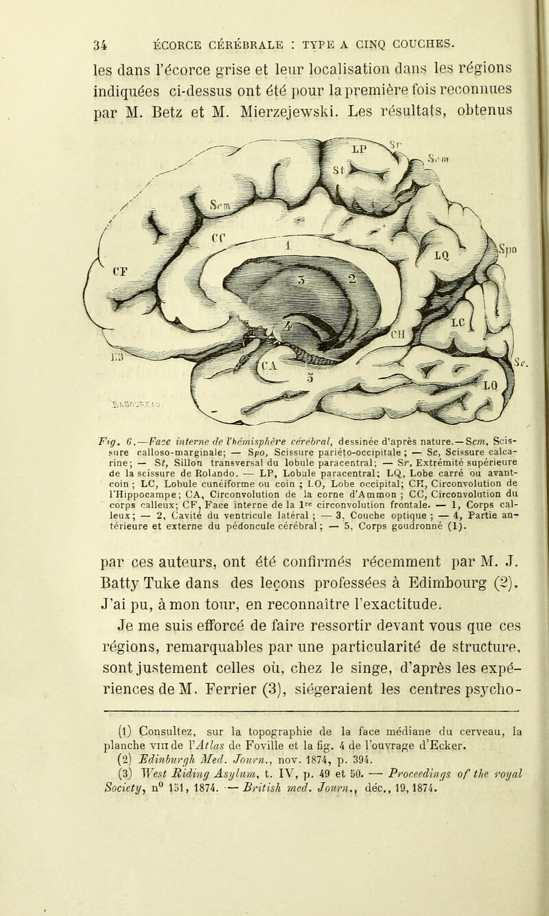 les dans l’écorce grise et leur localisation dans les régions indiquées ci-dessus ont été pour la première fois reconnues par M. Betz et M. Mierzejewski. Les résultats, obtenus Ftg. G.—Face interne de Xhémisphère cérébral, dessinée d’après nature.—Sm, Scis- .«iire calloso-marginale; — Spo, Scissure pariéto-occipitale ; — Sc, Scissure calea- rine; — St, Sillon transversal du lobule paracentral; —Sr, Extrémité supérieure de la scissure de Rolande. — LP, Lobule paracentral; LQ, Lobe carré ou avant- coin ; LC, Lobule cunéiforme ou coin ; 1.0, Lobe occipital; CR, Circonvolution de l’Hippocampe; CA, Circonvolution de la corne d’Ammon ; CC, Circonvolution du corps calleux; CF, Face interne de la Irc circonvolution frontale. — 1, Corps cal- leux; — 2, Cavité du ventricule latéral ; — 3, Couche optique ; — 4, Partie an- térieure et externe du pédoncule cérébral ; — 5, Corps goudronné (1). par ces auteurs, ont été confirmés récemment par M. J. Batty Tuke dans des leçons professées à Edimbourg (2). J’ai pu, à mon tour, en reconnaître l’exactitude. Je me suis efforcé de faire ressortir devant vous que ces régions, remarquables par une particularité de structure, sont justement celles où, chez le singe, d’après les expé- riences de M. Ferrier (3), siégeraient les centres psjmho- (1) Consultez, sur la topographie de la face médiane du cerveau, la planche viiide VAtlas de Foville et la fig. 4 de l’ouvrage d’Ecker. (2) Bdinburgh Med. Journ., nov. 1874, p. 394. (3) West Riding Asylum, t. IV, p. 49 et 50. — Pror.eedings of the royal Society., n® 151, 1874. —British med. Journ., déc,, 19, 1874.