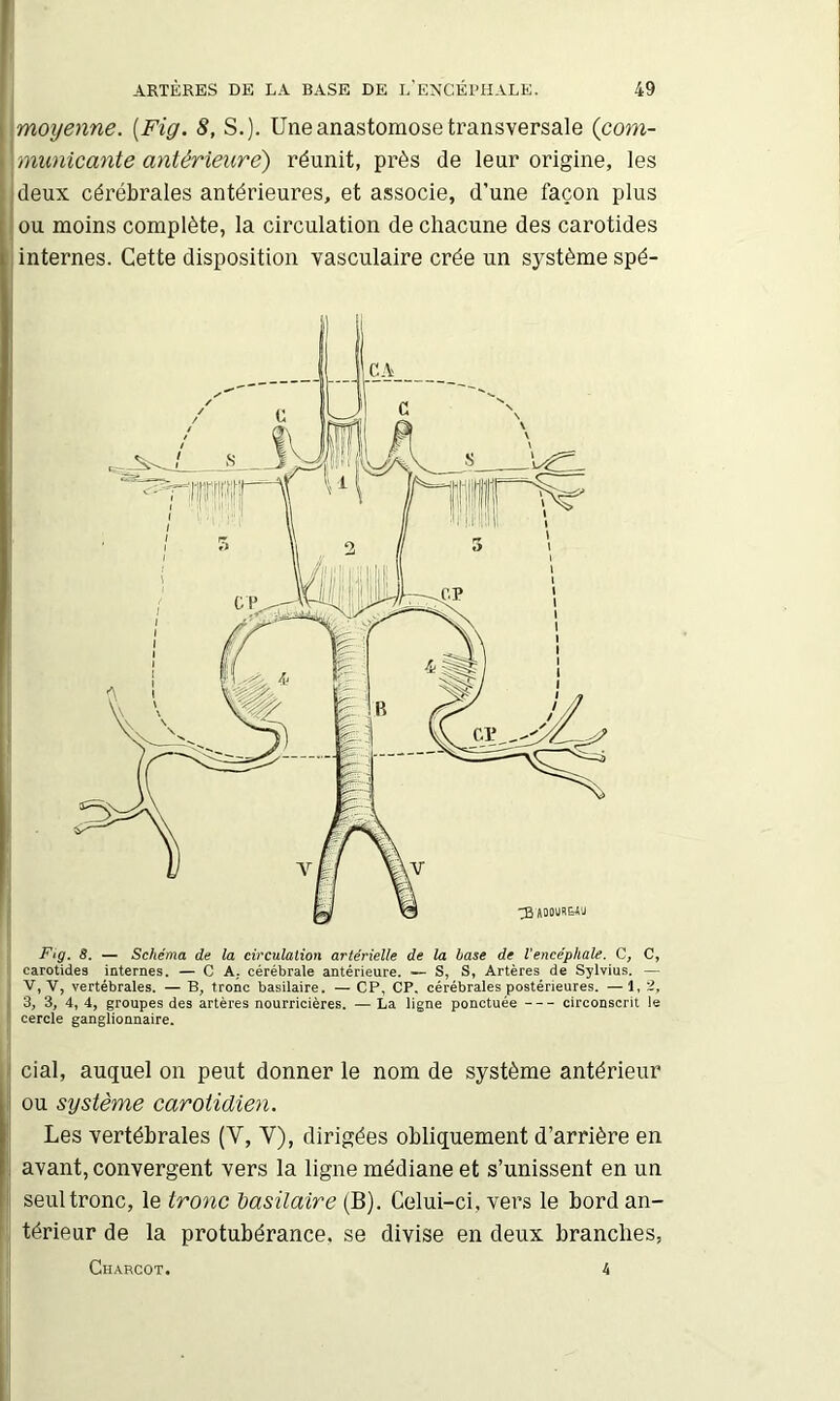 \moijenne. [Fig. 8, S.). Une anastomose transversale (com- \municante antérieure) réunit, près de leur origine, les jdeux cérébrales antérieures, et associe, d’une façon plus 1 ou moins complète, la circulation de chacune des carotides ; internes. Cette disposition vasculaire crée un système spé- Fig. 8. — Schéma de la circulation artérielle de la hase de l’encéphale. C, C, carotides internes. — C A, cérébrale antérieure. — S, S, Artères de Sylvius. — V, V, vertébrales. — B, tronc basilaire. — CP, CP. cérébrales postérieures. —1,2, 3, 3, 4, 4, groupes des artères nourricières. — La ligne ponctuée circonscrit le cercle ganglionnaire. cial, auquel on peut donner le nom de système antérieur ou système carotidien. Les vertébrales (V, V), dirigées obliquement d’arrière en avant, convergent vers la ligne médiane et s’unissent en un seul tronc, le tronc ^asilaire (B). Celui-ci, vers le bord an- térieur de la protubérance, se divise en deux branches, Charcot. h