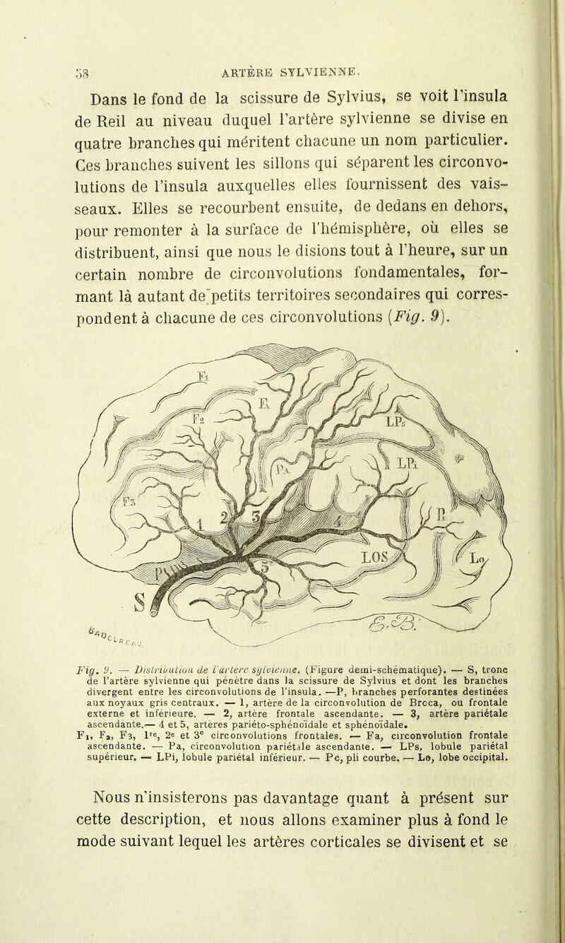 ARTÈRE SYLVIENNE. ;i8 Dans le fond de la scissure de Sylvius, se voit l’insula de Reil au niveau duquel l’artère sylvienne se divise en quatre branches qui méritent chacune un nom particulier. Ces branches suivent les sillons qui séparent les circonvo- lutions de l’insula auxquelles elles fournissent des vais- seaux. Elles se recourbent ensuite, de dedans en dehors, pour remonter à la surface de l’hémisphère, où elles se distribuent, ainsi que nous le disions tout à l’heure, sur un certain nombre de circonvolutions fondamentales, for- mant là autant de’petits territoires secondaires qui corres- pondent à chacune de ces circonvolutions [Fig. 9). Fig. il. — Dislribatiuu de L'artère sgloieaue. (Figure demi-schématique). — S, tronc de l’artère sylvienne qui pénètre dans la scissure de Sylvius et dont les branches divergent entre les circonvolutions de l’insula. —P, branches perforantes destinées aux noyaux gris centraux. — 1, artère de la circonvolution de Broca, ou frontale externe et inférieure. — 2, artère frontale ascendante. — 3, artère pariétale ascendante.— d et 5, artères pariéto-sphénoïdale et sphénoïdale. Fl, Fa, Fs, l'v, 2v et 3“ circonvolutions frontales. — Fa, circonvolution frontale ascendante. — Pa, circonvolution pariétale ascendante. — LPs, lobule pariétal supérieur, — LPi, lobule pariétal inférieur. — Pc, pli courbe. — Le, lobe occipital. Nous n’insisterons pas davantage quant à présent sur cette description, et nous allons examiner plus à fond le mode suivant lequel les artères corticales se divisent et se